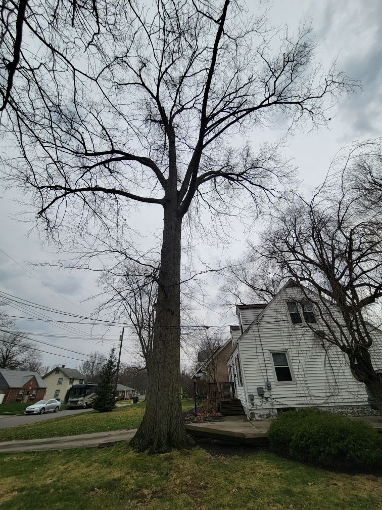 Tree Trimming using Tree Pruing by Mike Jones & Sons Tree Service LLC 
