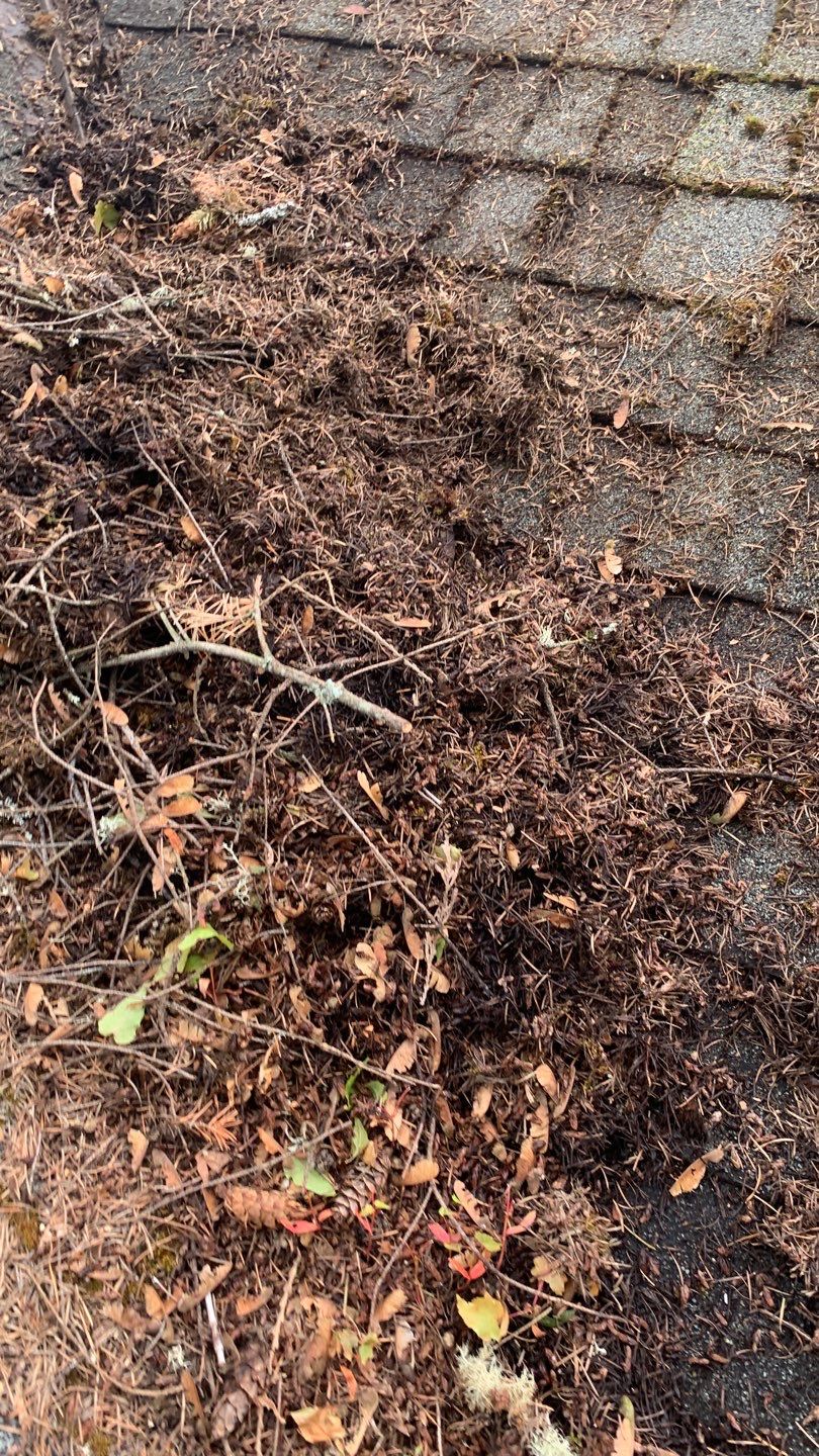 Softwashed in many Years back, and organic regrowth significant by DawnSky LLC