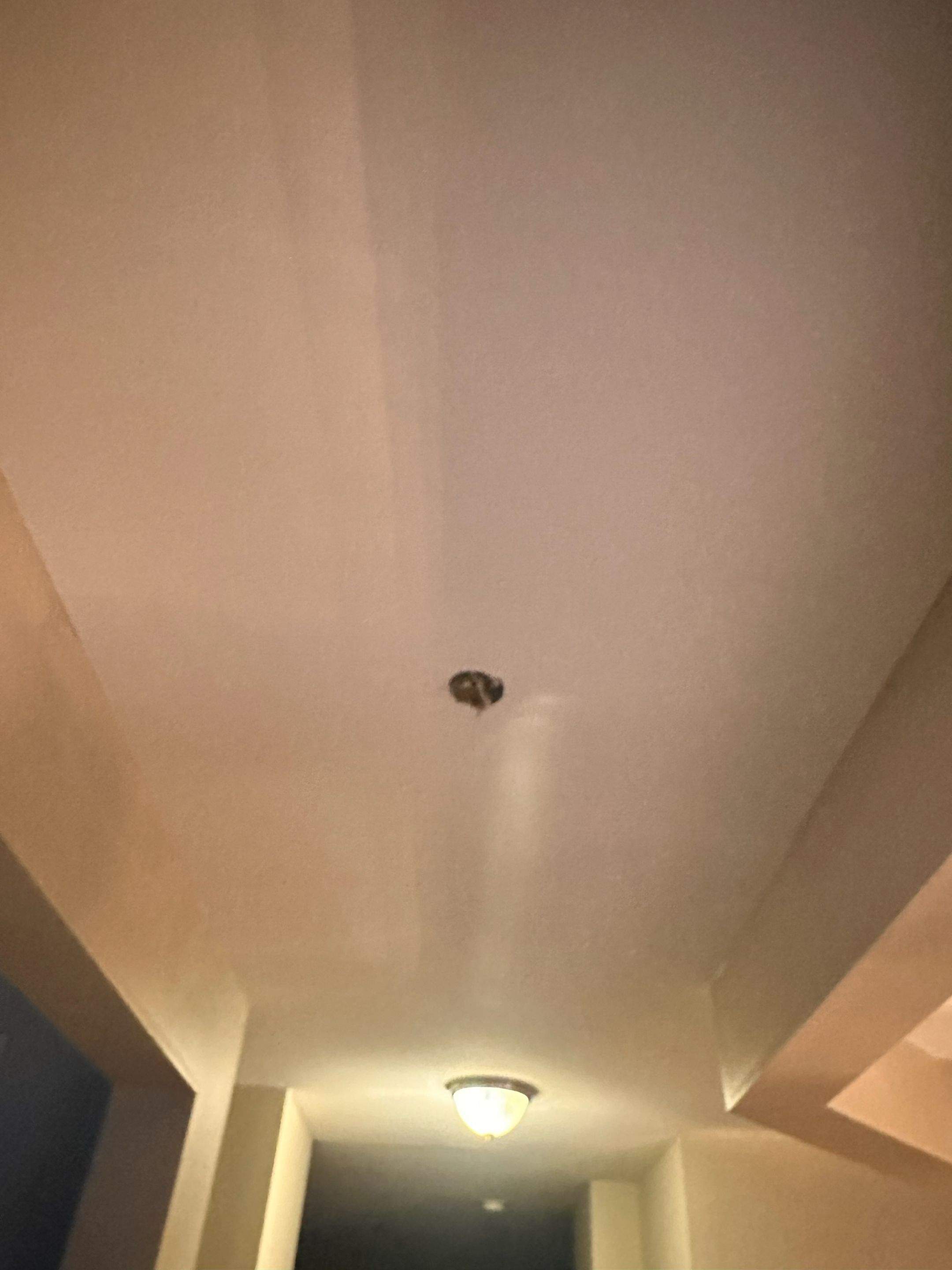 Bathroom Flooring & Ceiling Drywall Repairs by Laser Focused Solutions LLC