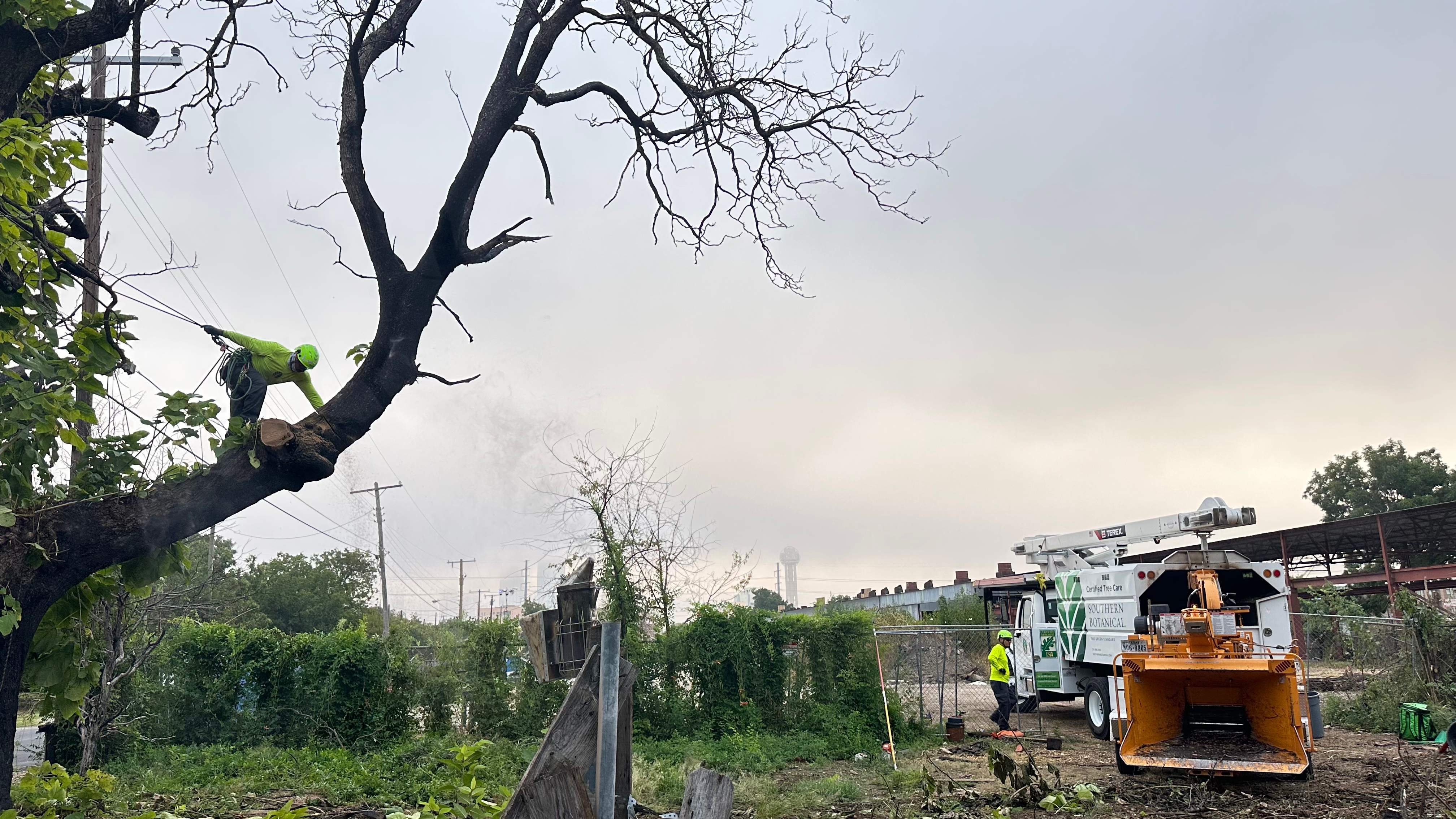 City Tree Company  by Rockwall Honey Bee Company