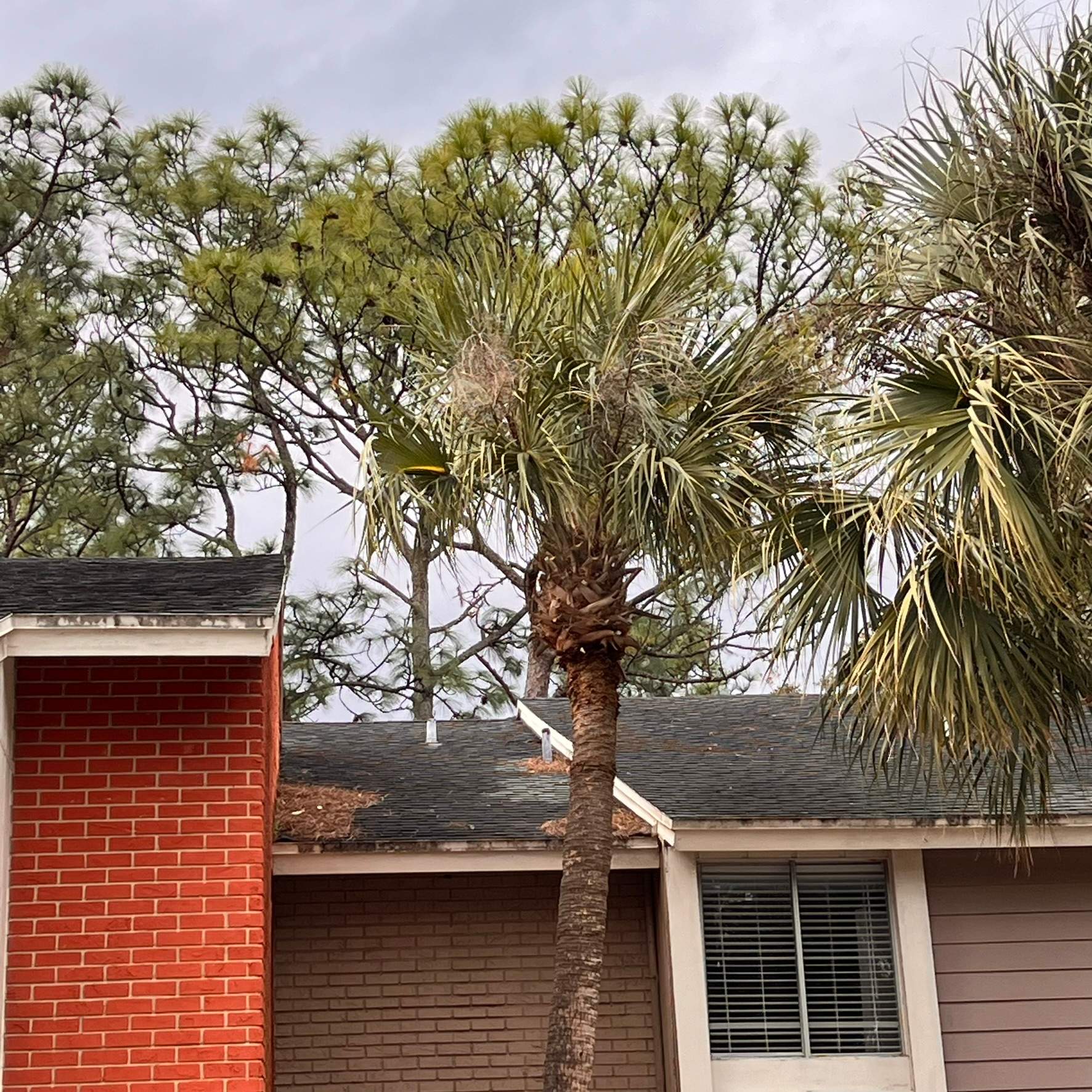 Tree Trimming | Preserve at San Jose by ProGreen Services
