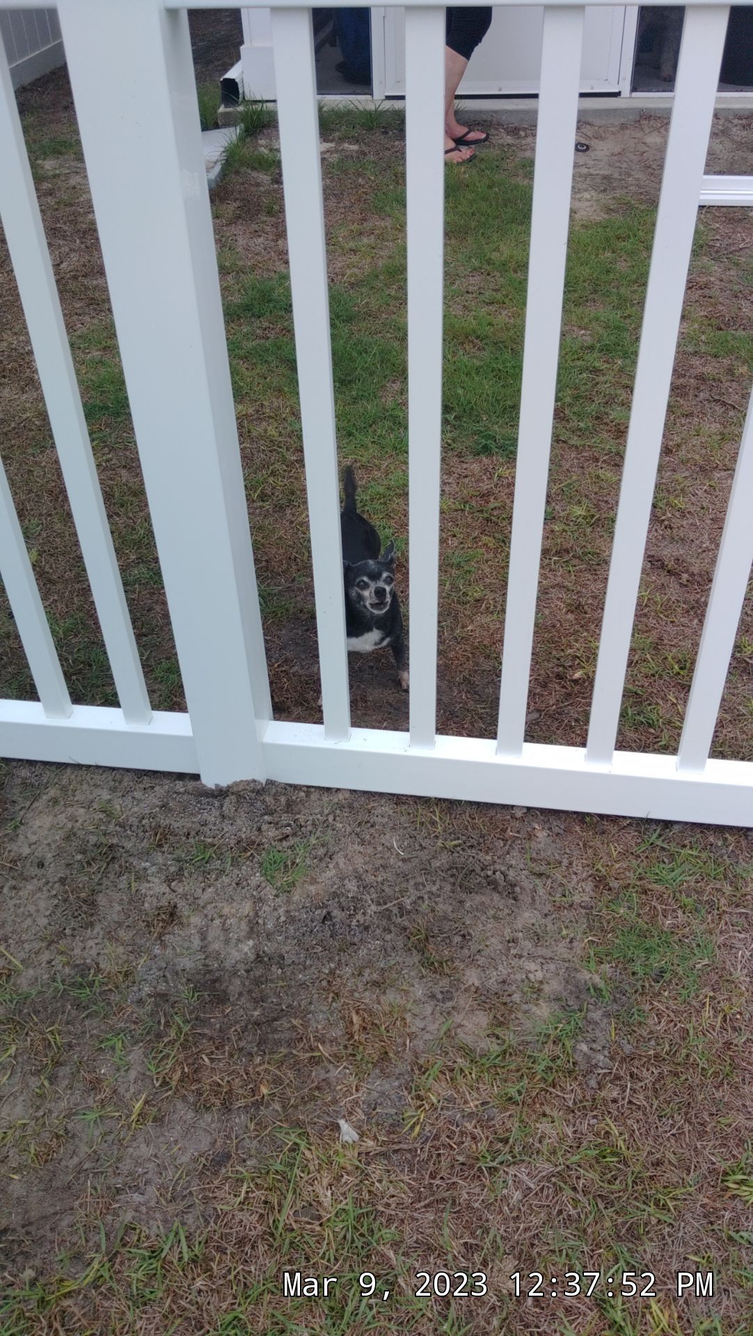The puppy needed a new by Hip Square Fence Inc.