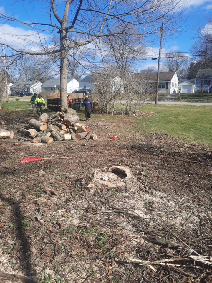 Tree Removal using Tree Removal by Mike Jones & Sons Tree Service LLC 