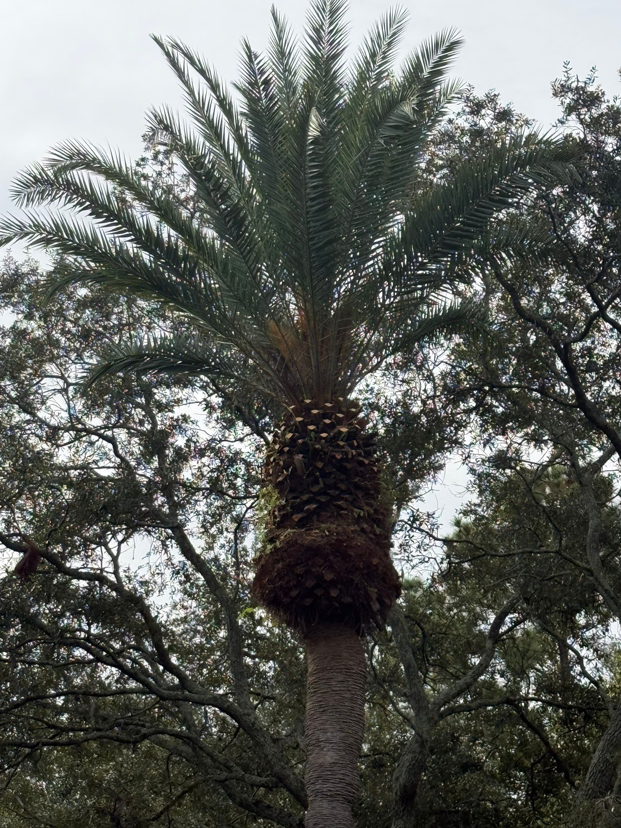 Volunteer Work | Episcopal High School of Jacksonville by ProGreen Services