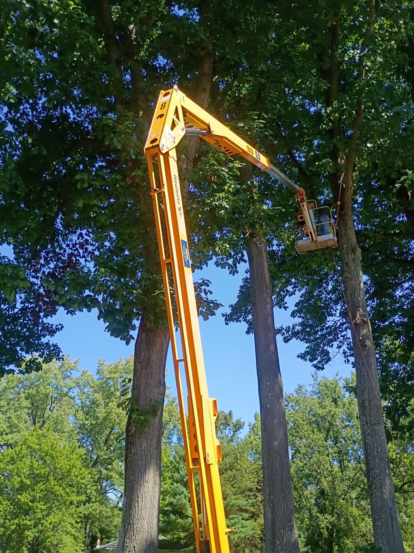 Tree Trimming & Tree Removal in Akron Ohio by Mike Jones & Sons Tree Service LLC 