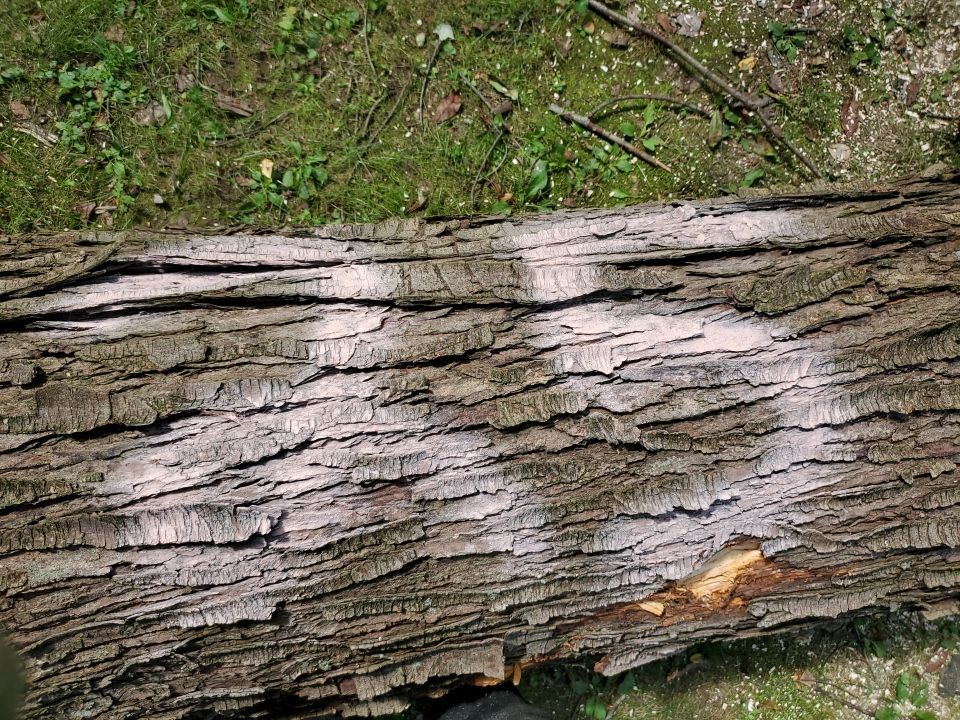 Storm Damaged Tree Removal  by Mike Jones & Sons Tree Service LLC 