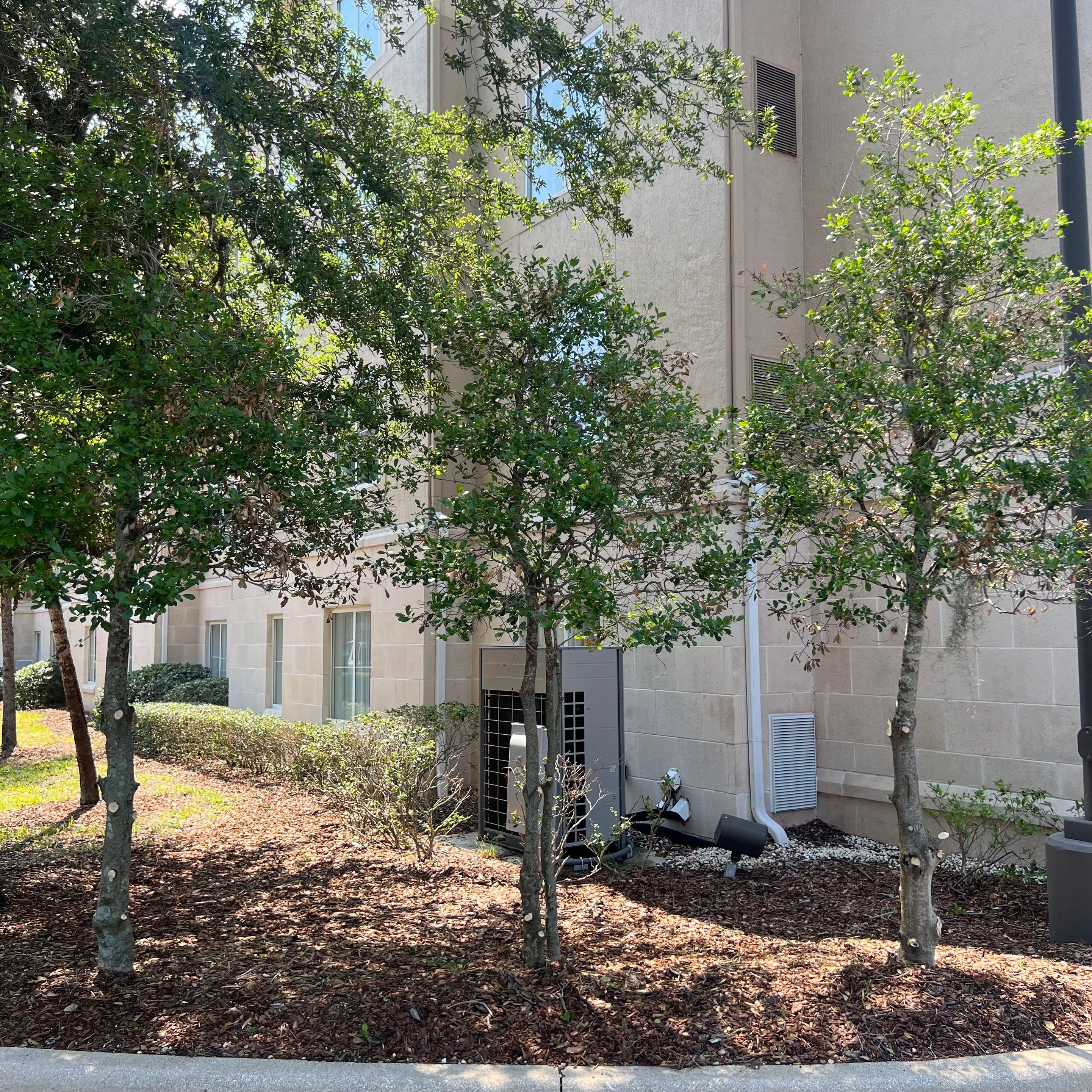 Homewood Suites | Tree Service by ProGreen Services