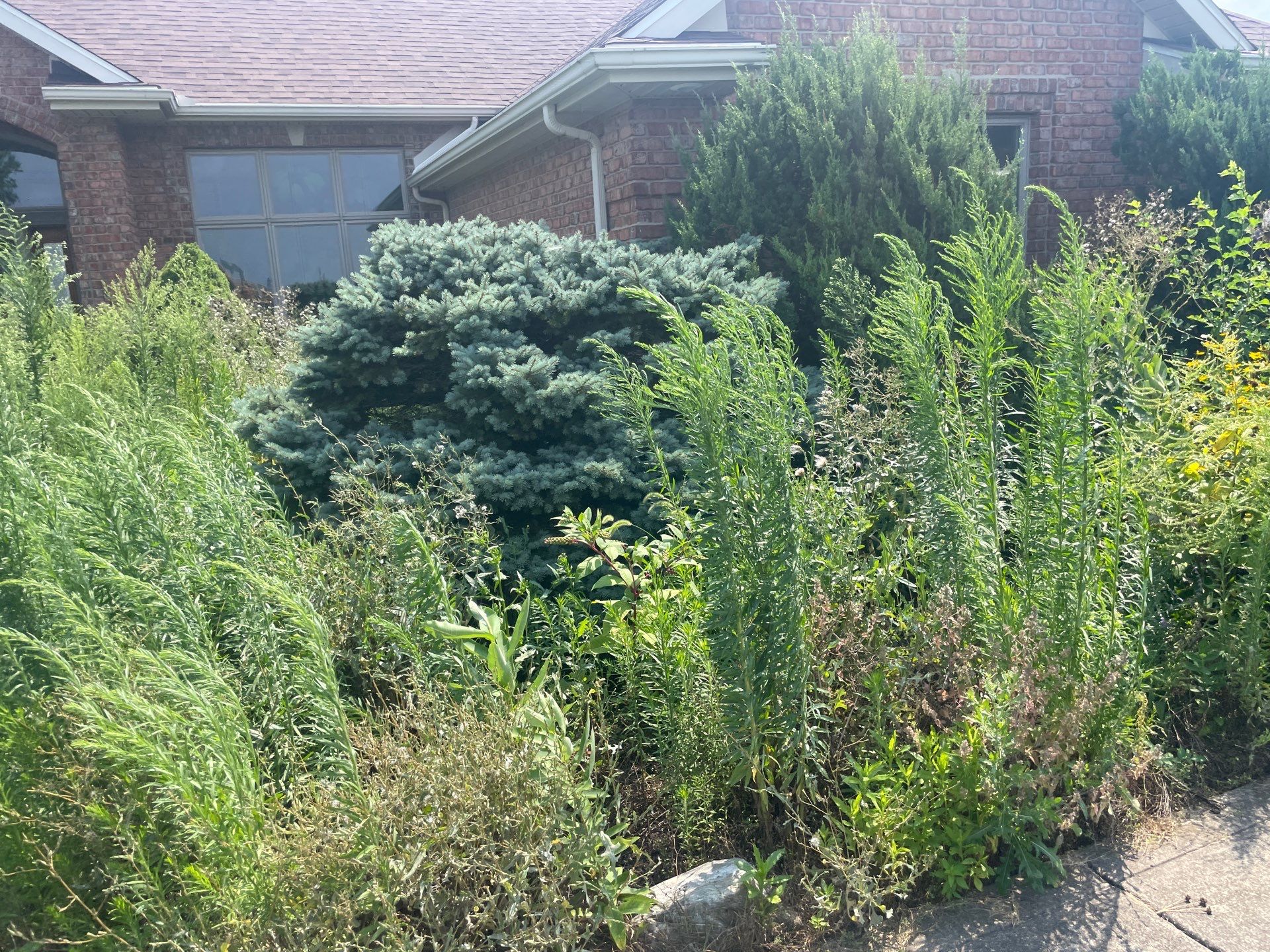 Overgrowth Takeover by Carrs lawn and landscape