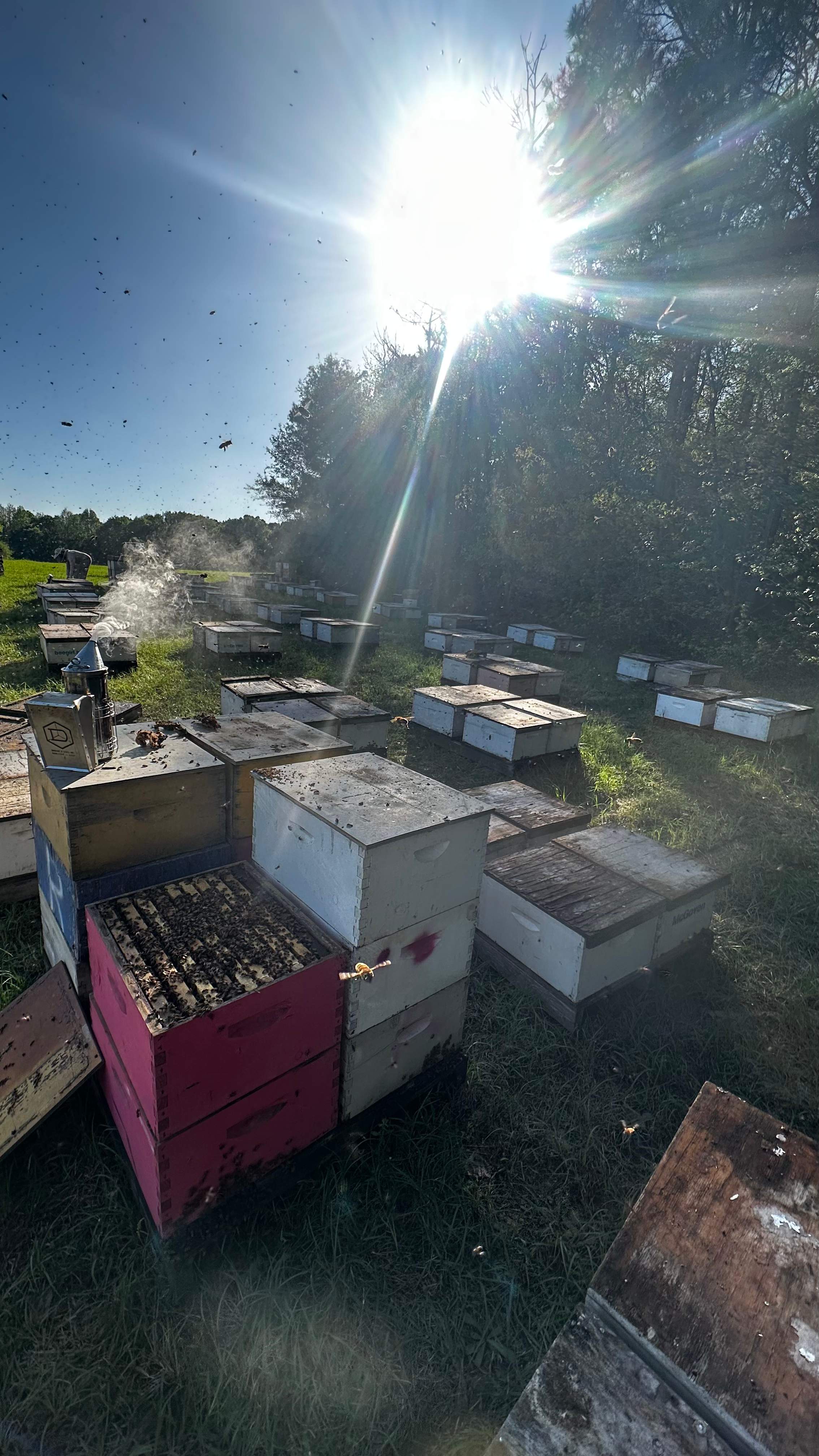 Traylor's Hay Meadow Apiary by Rockwall Honey Bee Company