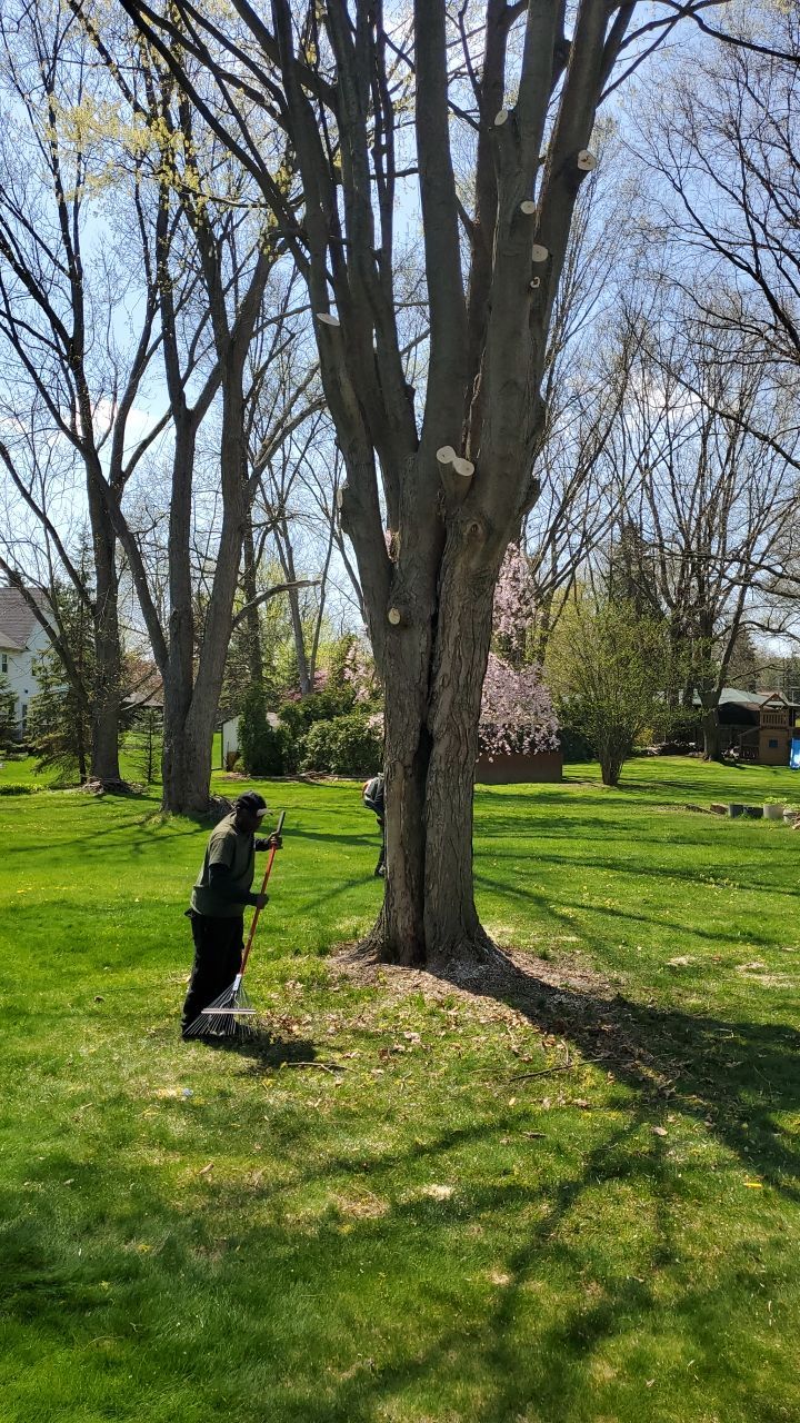 Tree Removal using Tree Removal by Mike Jones & Sons Tree Service LLC 