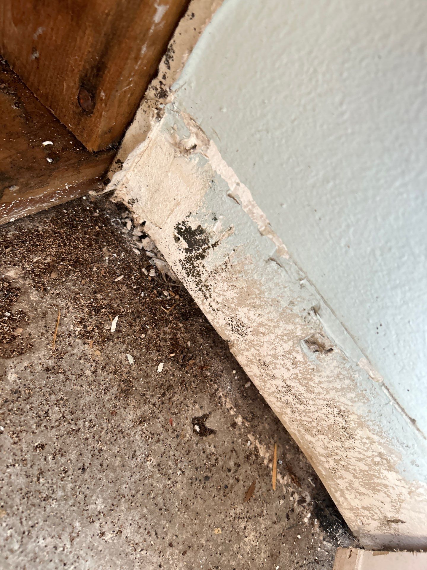 Mold Removal In Bradenton FL  by Ampm Restoration Services 
