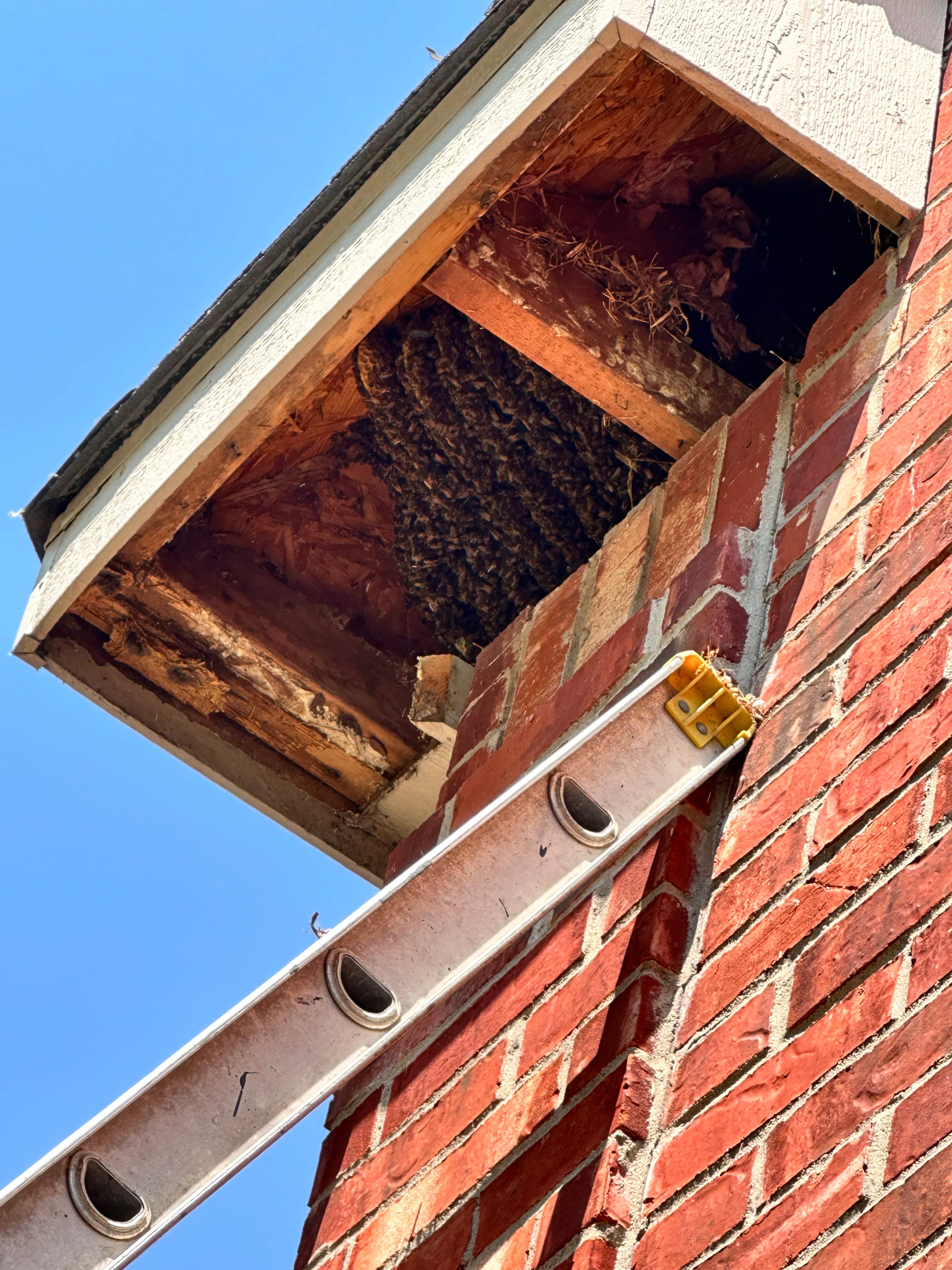 Extra High Up by Rockwall Honey Bee Company