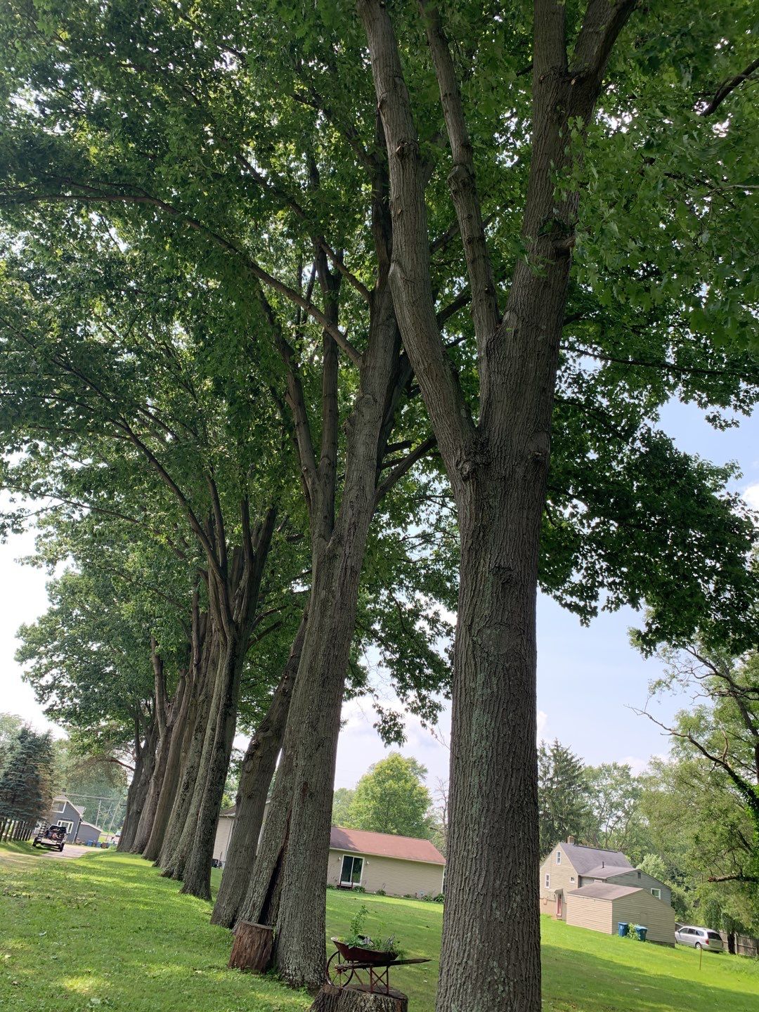 Tree Trimming by Mike Jones & Sons Tree Service LLC 