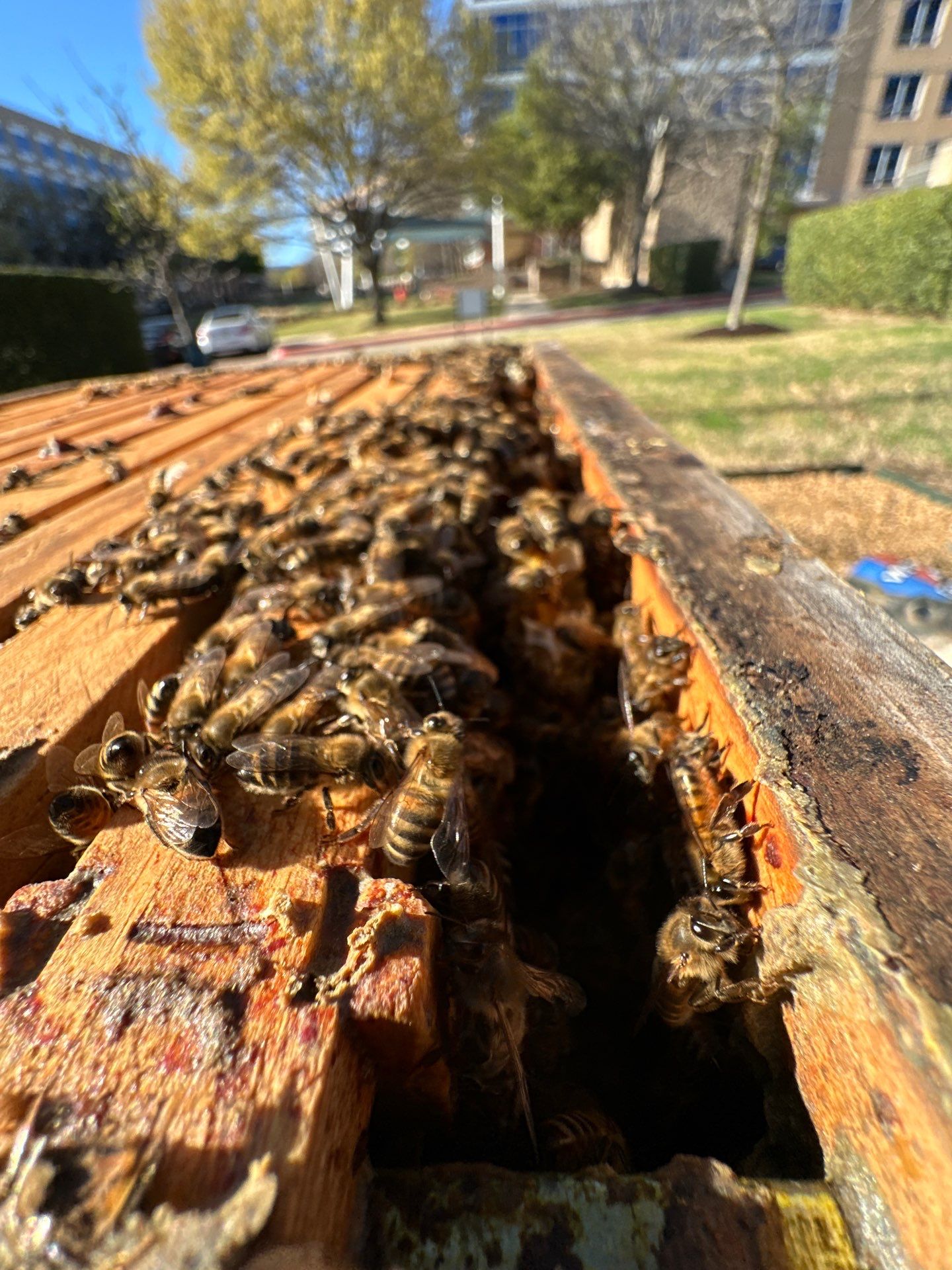 Richdardson Corporate Bees by Rockwall Honey Bee Company