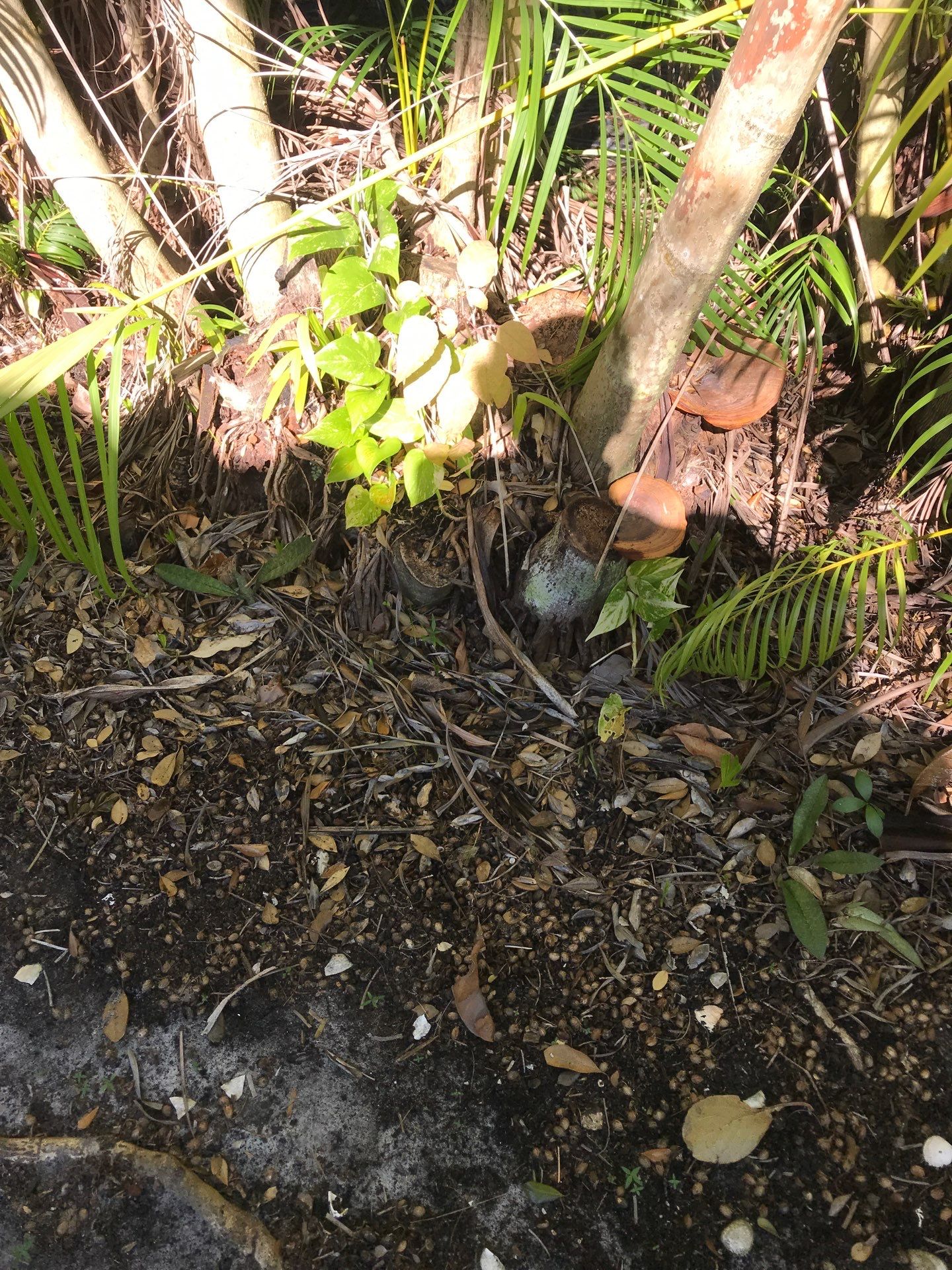 ✨ “Sweep, Spruce & Scoot!” ✨ by Alpha Zeta Enterprises Inc