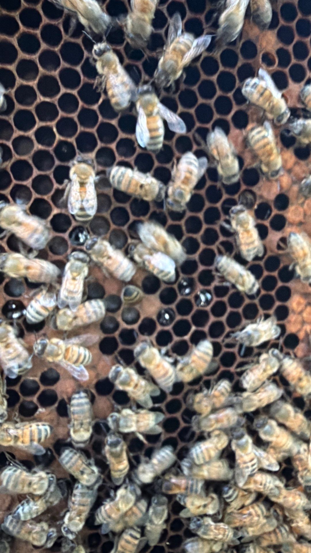 Bees on the Green by Rockwall Honey Bee Company
