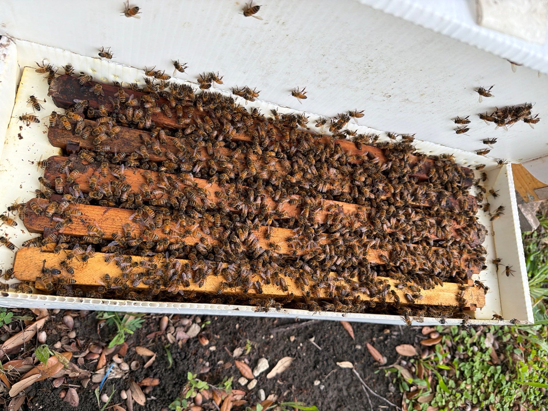 Industrial Bees by Rockwall Honey Bee Company