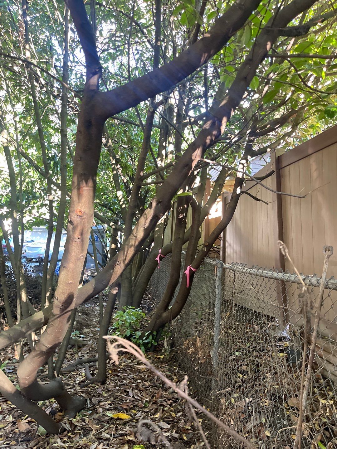 Tree Removal using Tree Removal by Mike Jones & Sons Tree Service LLC 