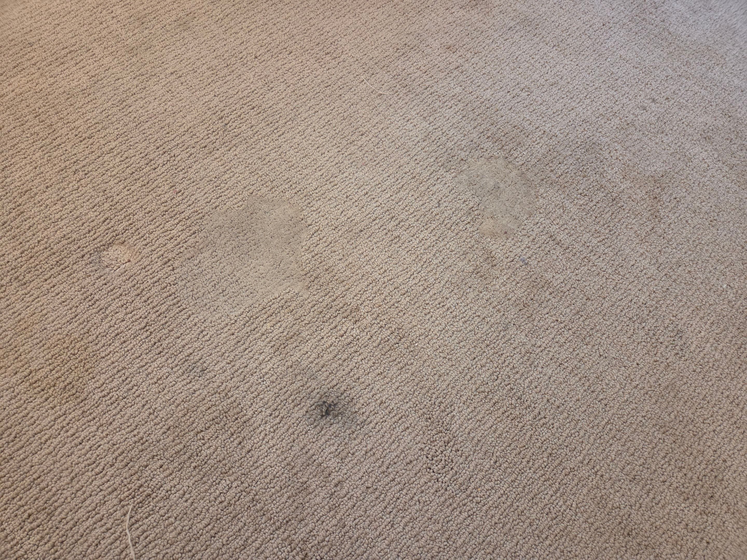 Heavy Carpet Clean with Imperfections by Ardent Carpet Restore LLC
