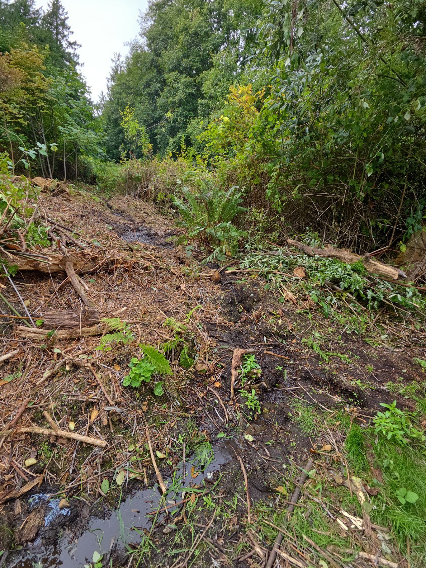 Island View - Ecological Restoration & Stewardship by Habanero Landscape Solutions
