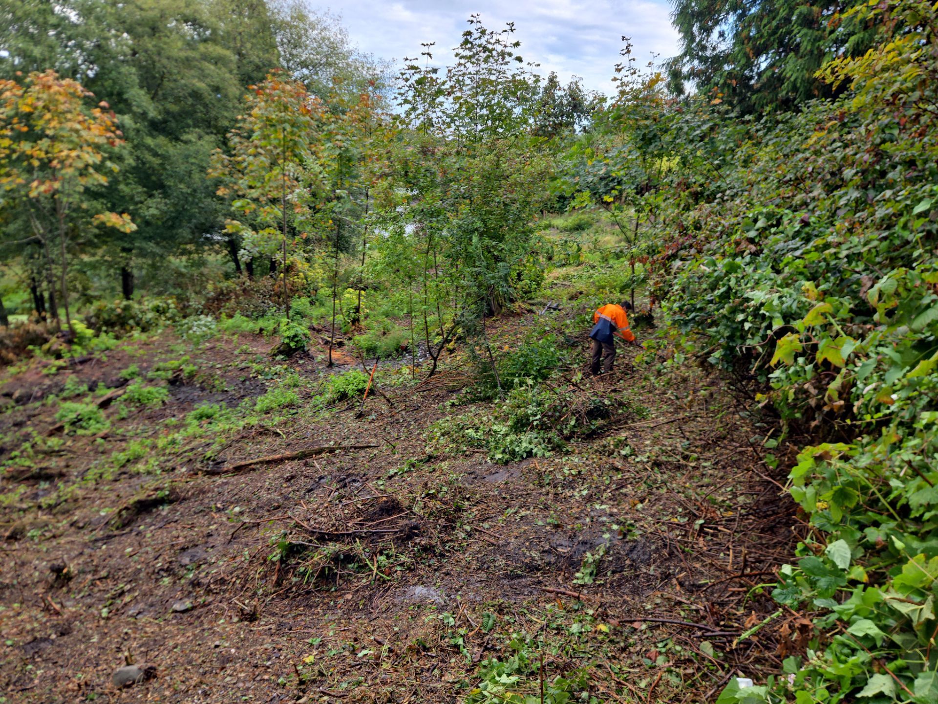 Island View - Ecological Restoration & Stewardship by Habanero Landscape Solutions
