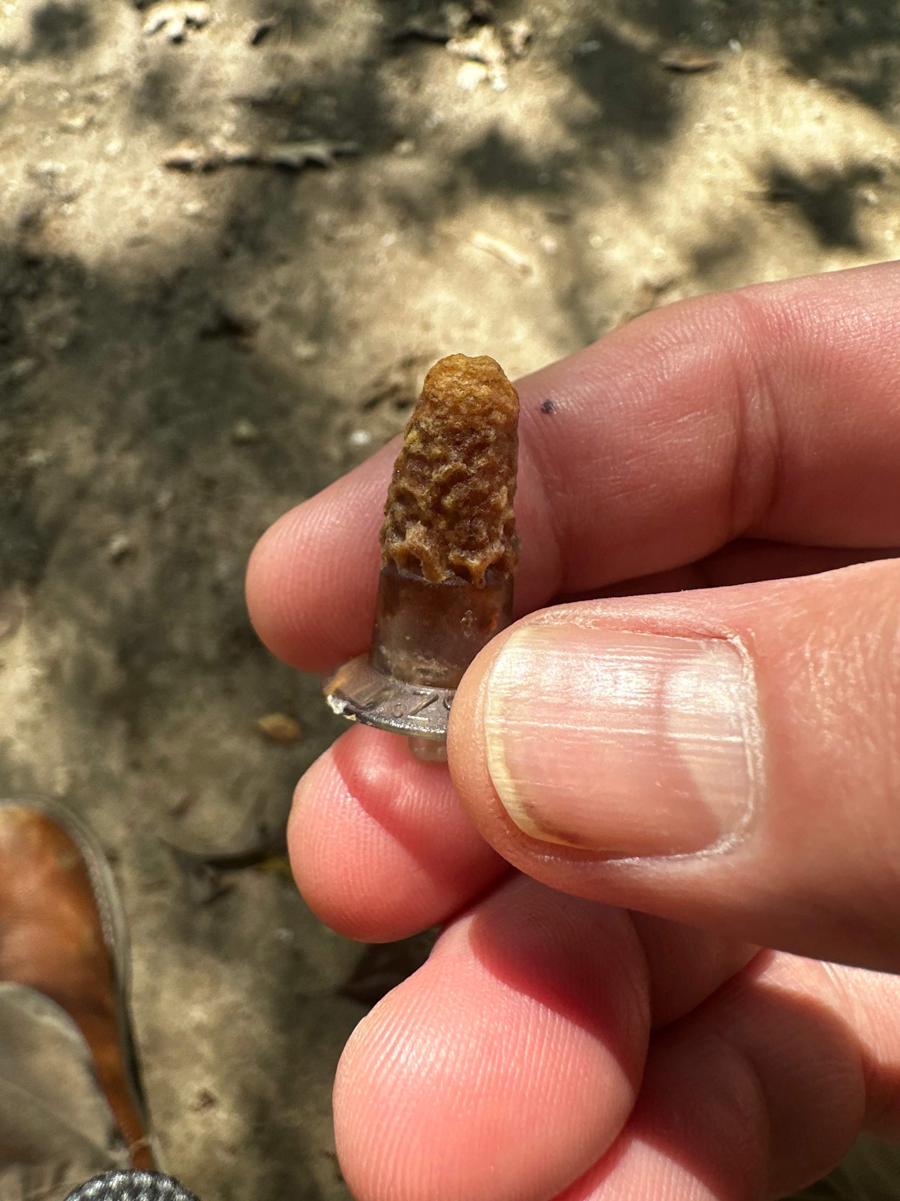 BeeGirl ETX HQ by Rockwall Honey Bee Company