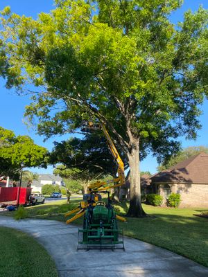 Deerwood Resident | Tree Trimming and Sod Installation)