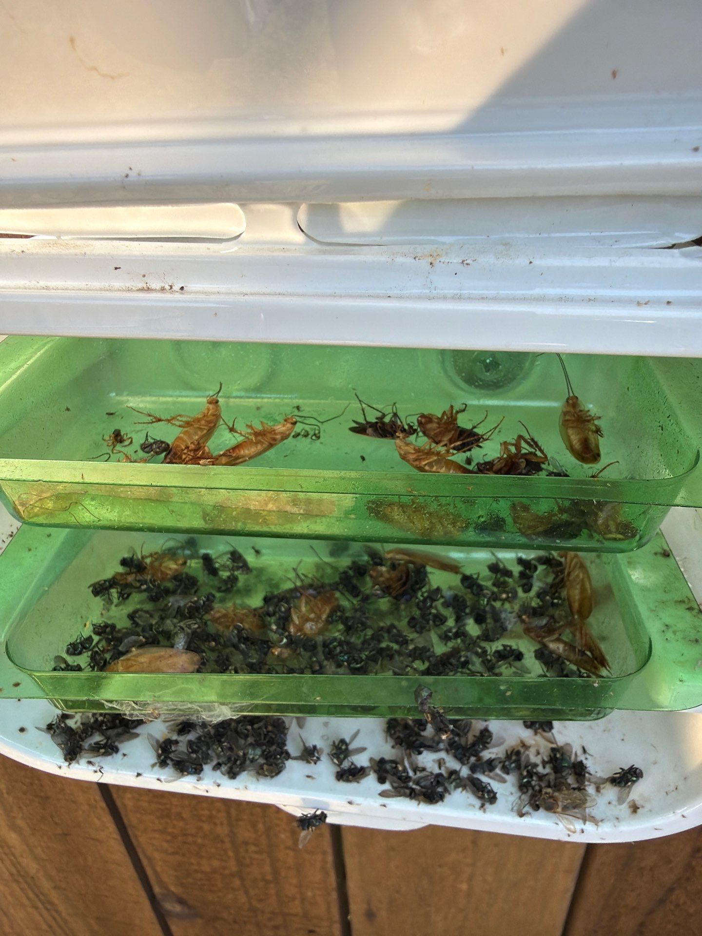 Cockroach monitor station pulled at a McKinney TX home between services