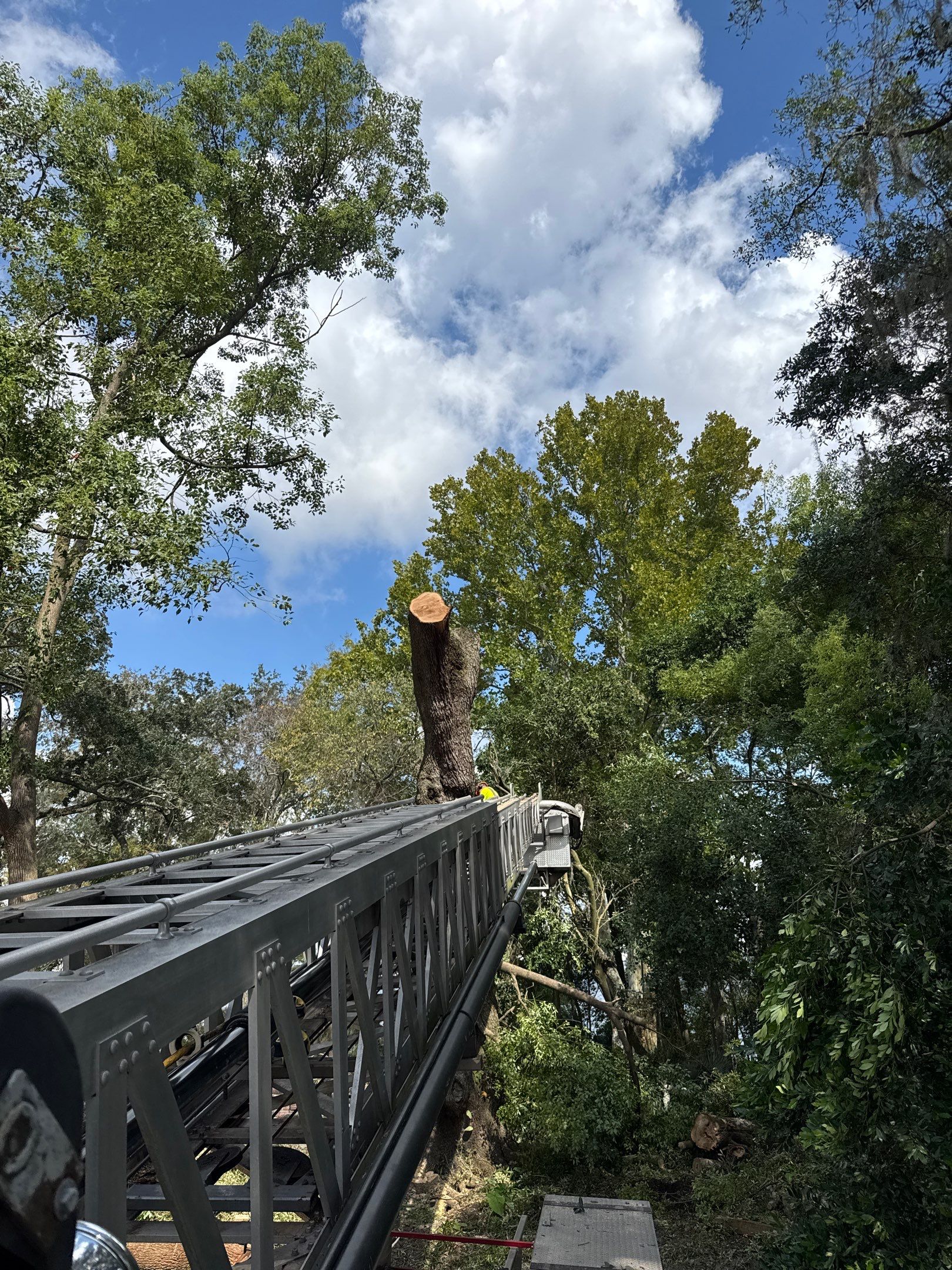 Tree Removal | Episcopal Softball Field by ProGreen Services