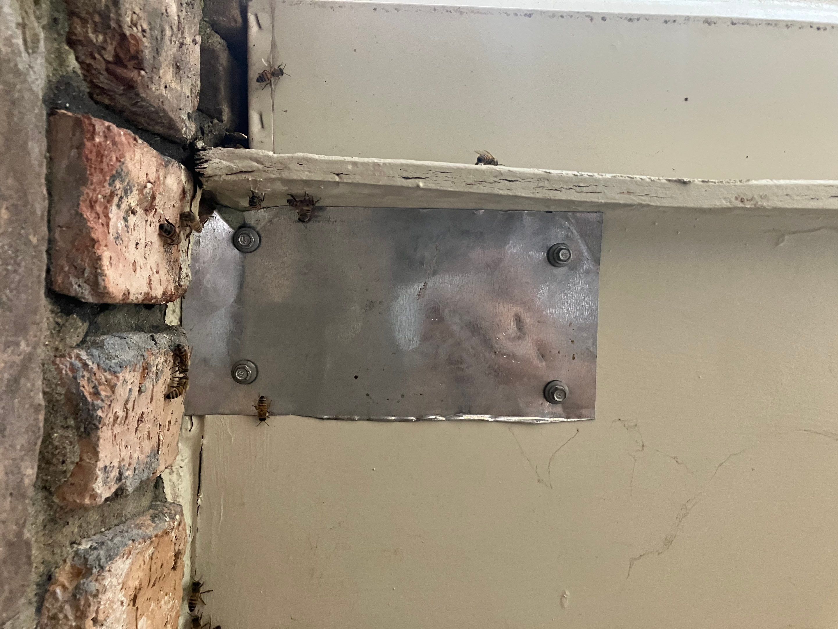 Kitchen ceiling bees by Rockwall Honey Bee Company