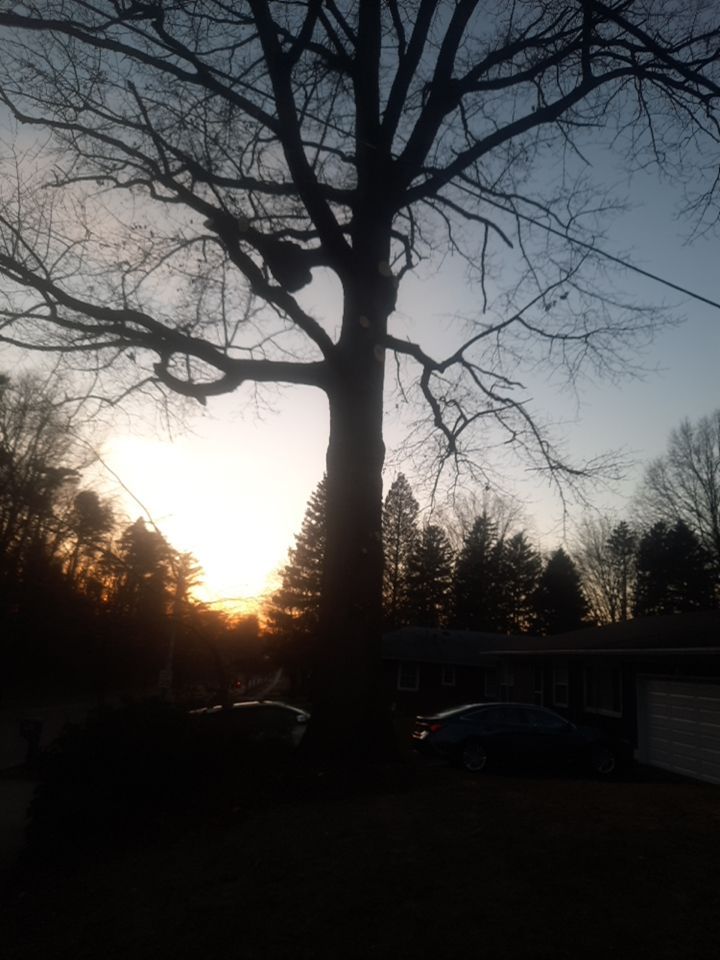 Tree Trimming using Tree Pruing by Mike Jones & Sons Tree Service LLC 