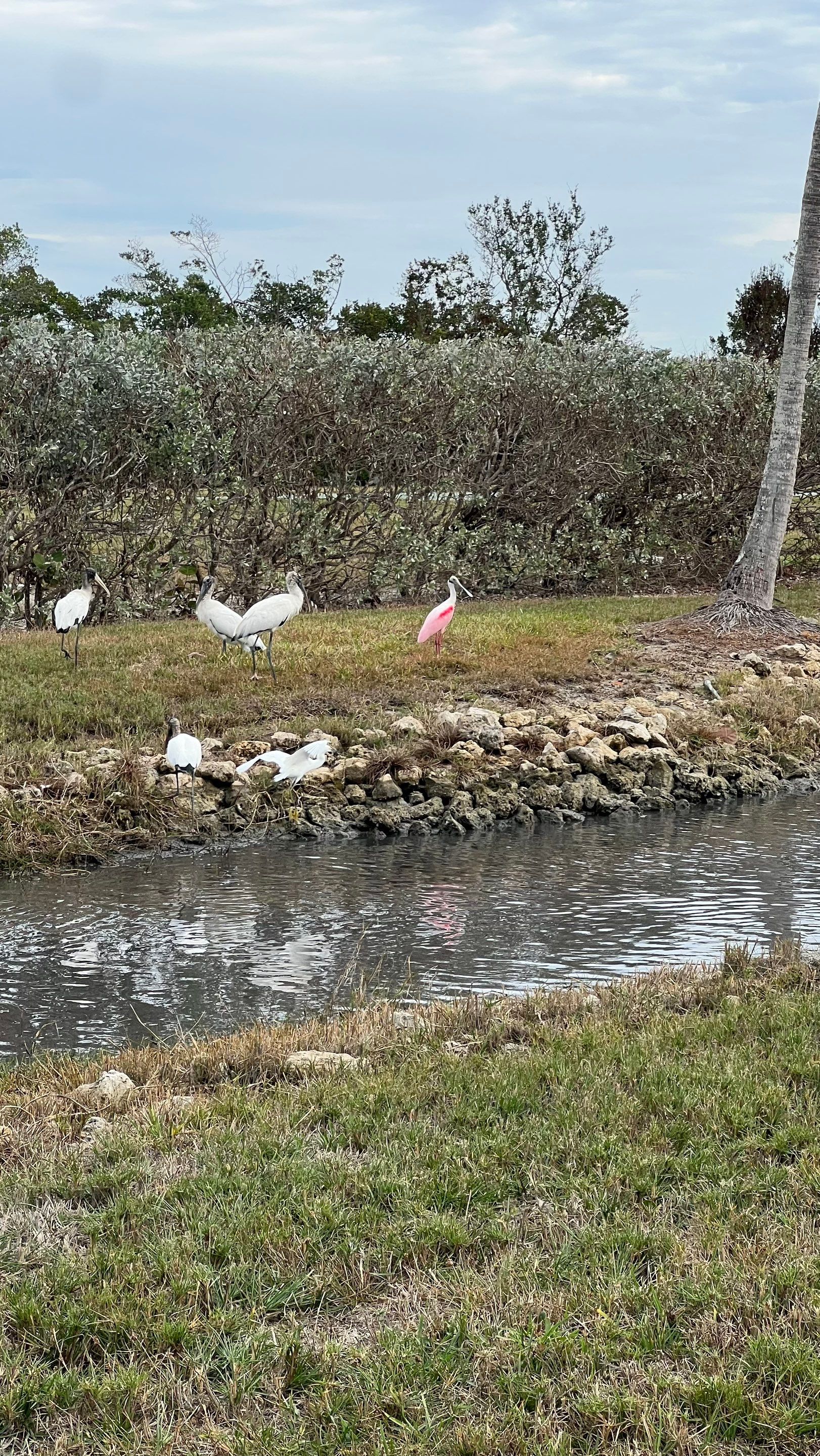 Bonita Springs Condo Stormwater System Maintenance by Don Mar, Inc. Storm Water Solutions