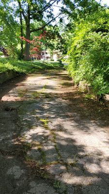 Tree Trimming using Tree Pruing