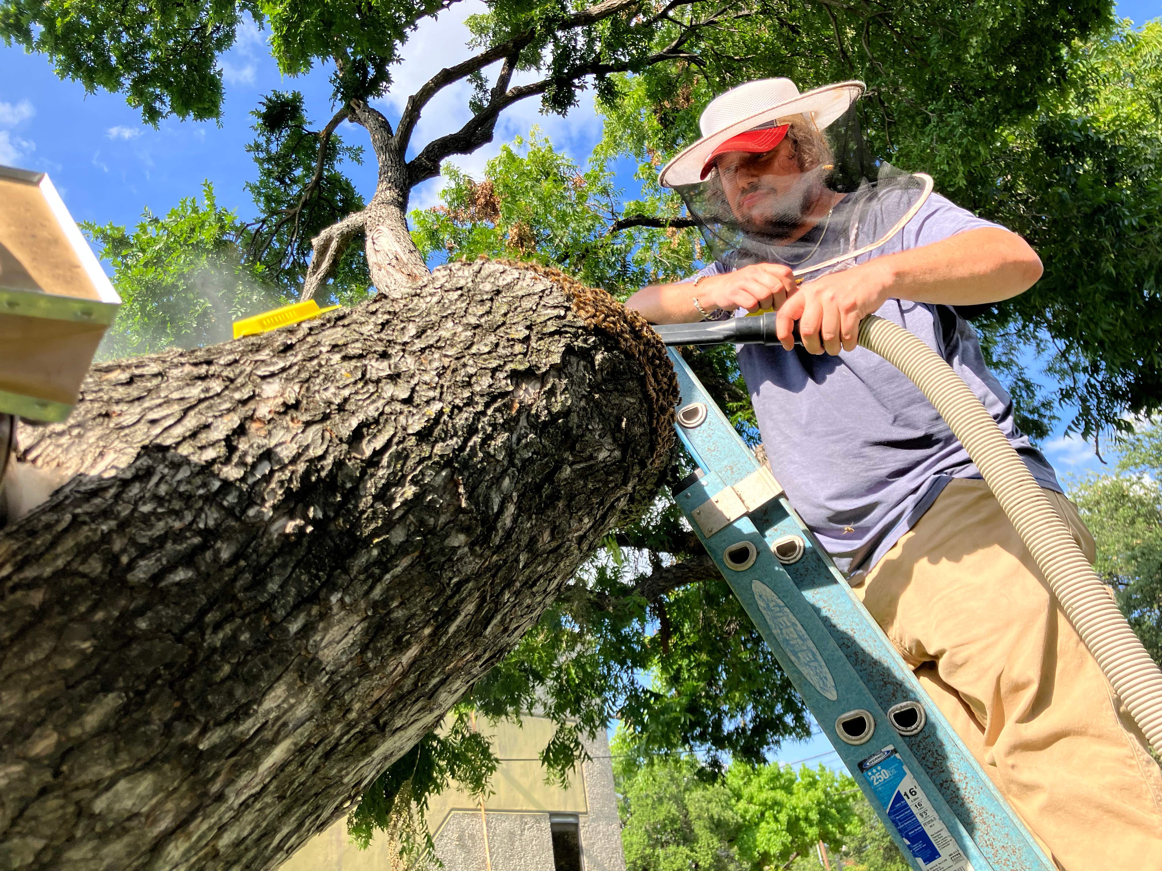 Favorite Tree Job by Rockwall Honey Bee Company
