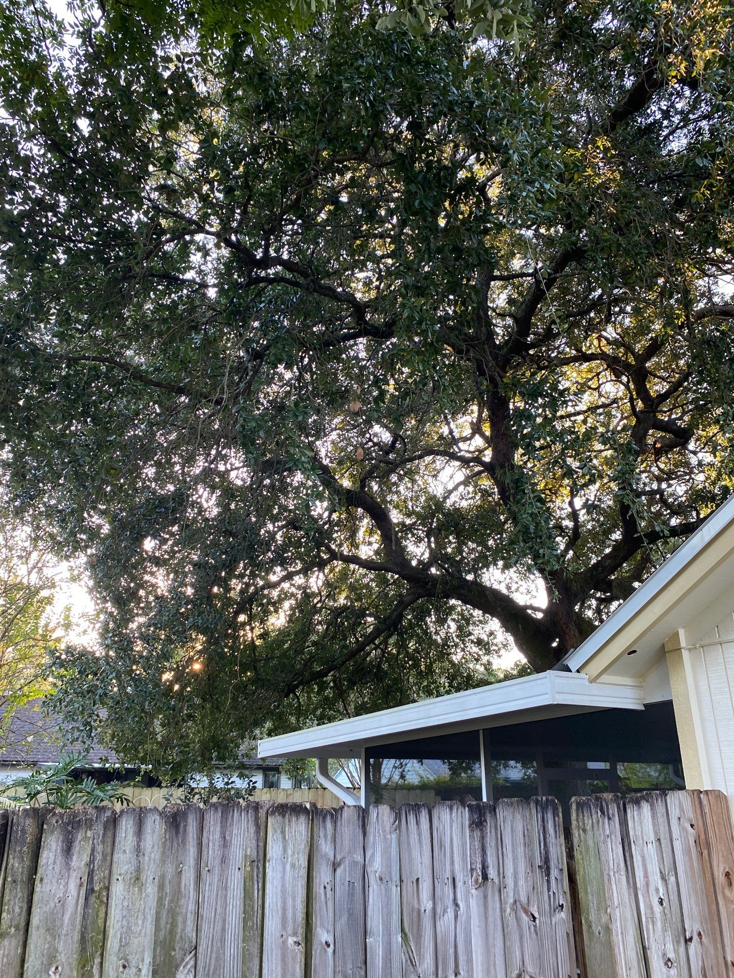 Tree Trimming | Residential by ProGreen Services
