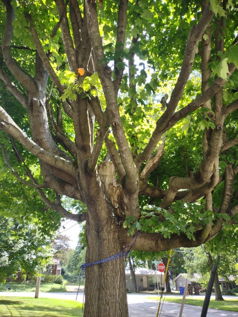 Tree Trimming using Tree Pruing by Mike Jones & Sons Tree Service LLC 