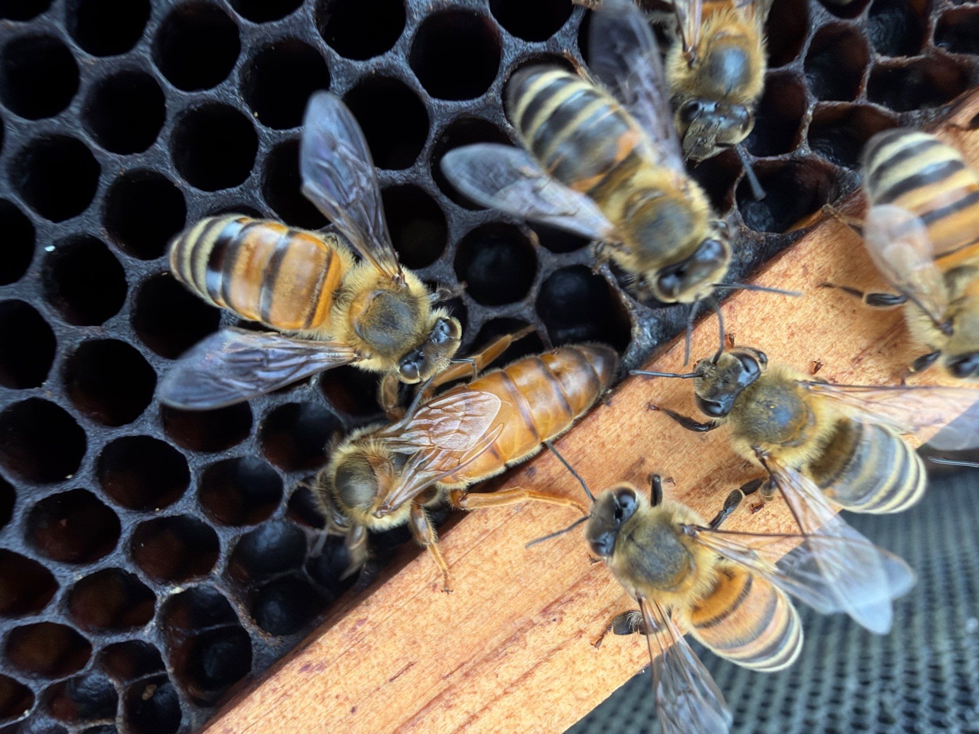Poolside Bees at Apartment Complex by Rockwall Honey Bee Company