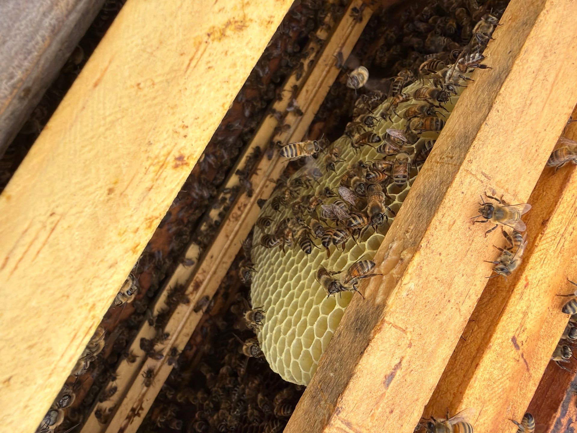 Anchovies on your Apiary by Rockwall Honey Bee Company