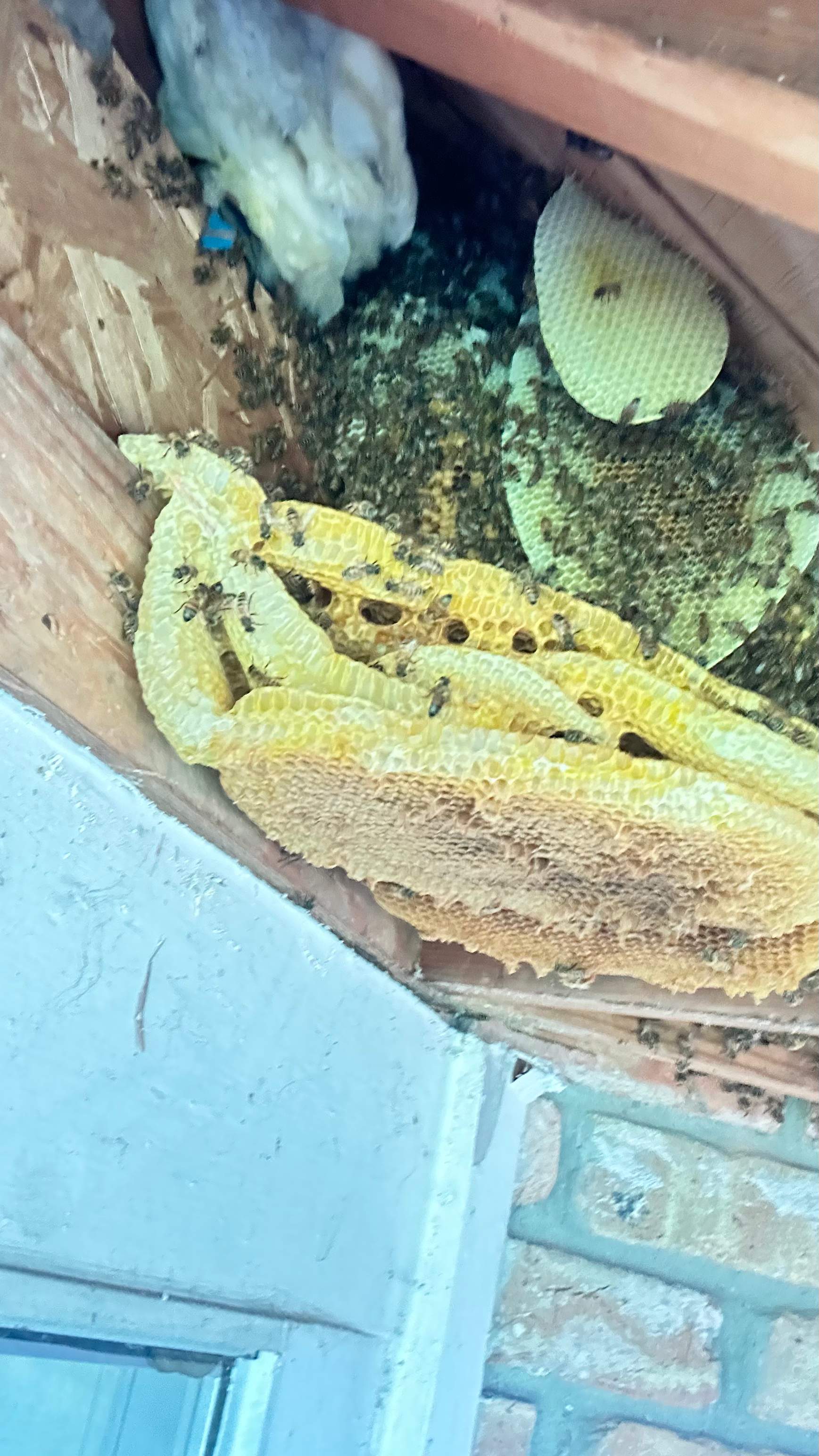 Golf Couse by Rockwall Honey Bee Company