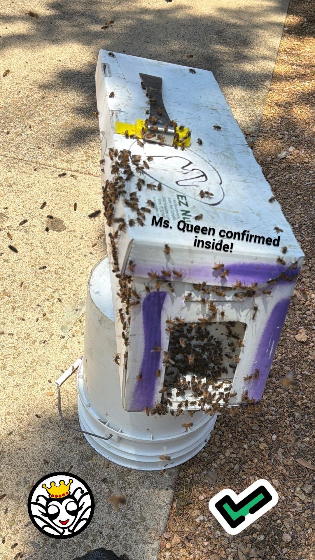 Cavern-Crack Tree Bees by Rockwall Honey Bee Company