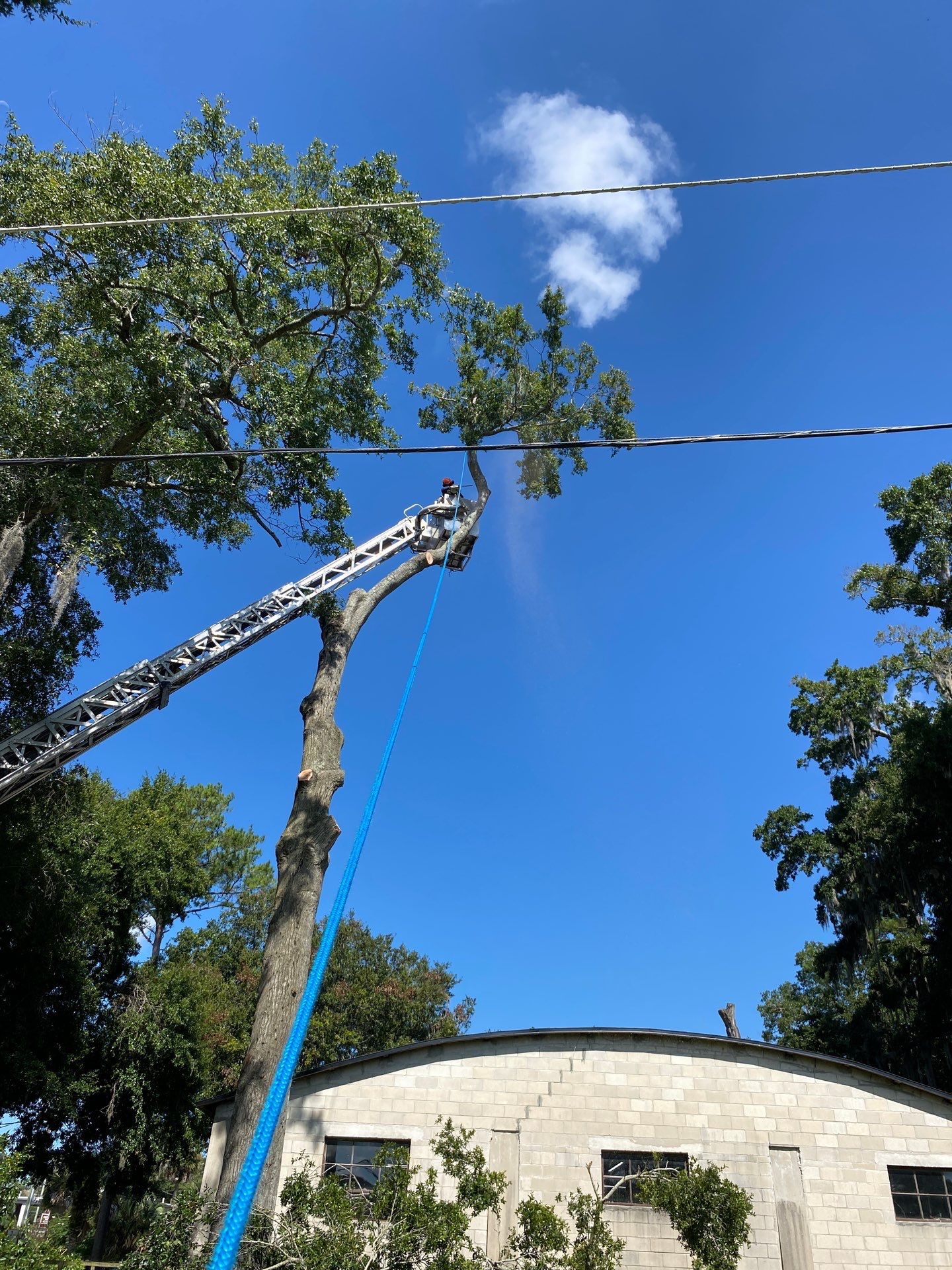 Commercial Property | Clean Up & Tree Removal by ProGreen Services