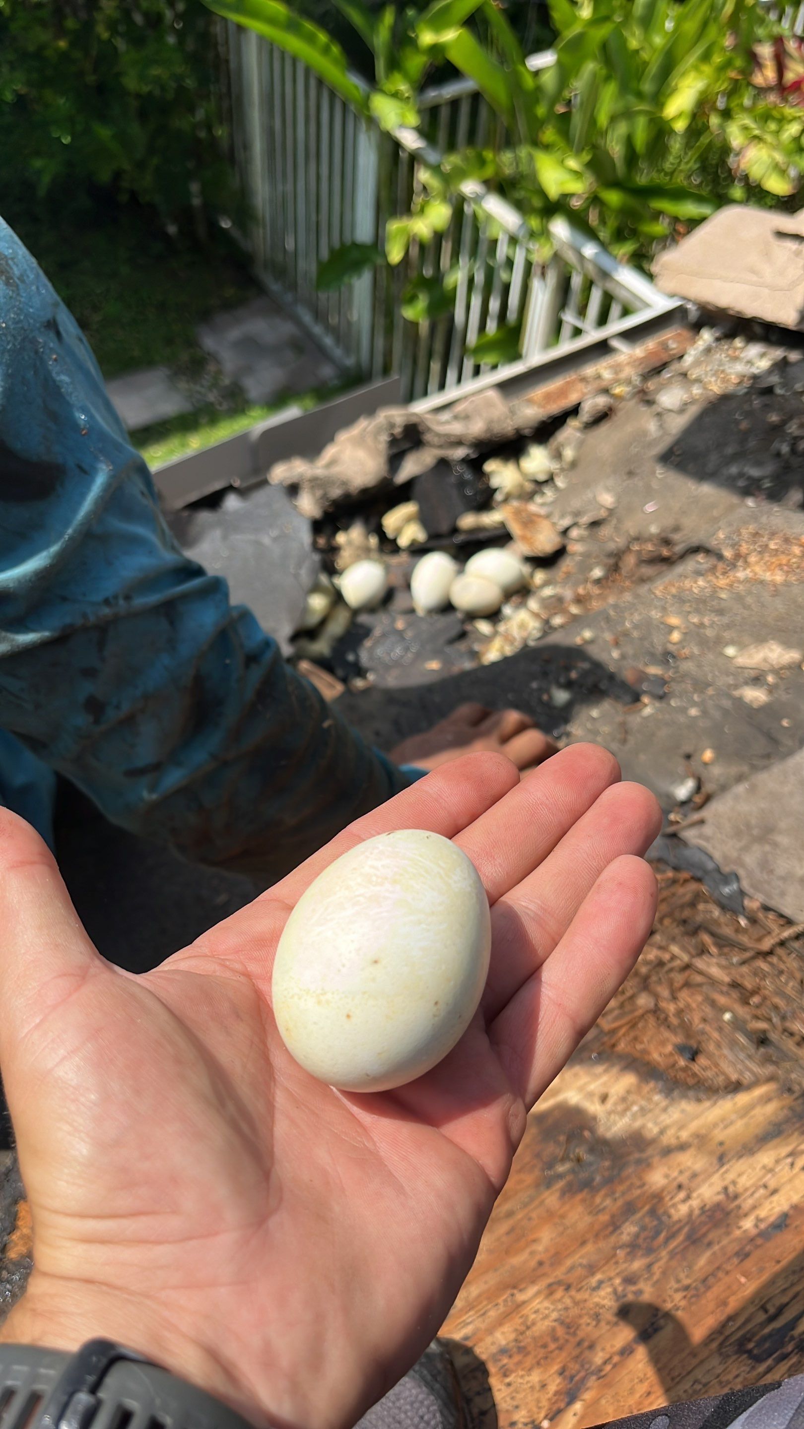 Roof repair due to bird-related damage by The Goat Contractor ( Giampri Corp)