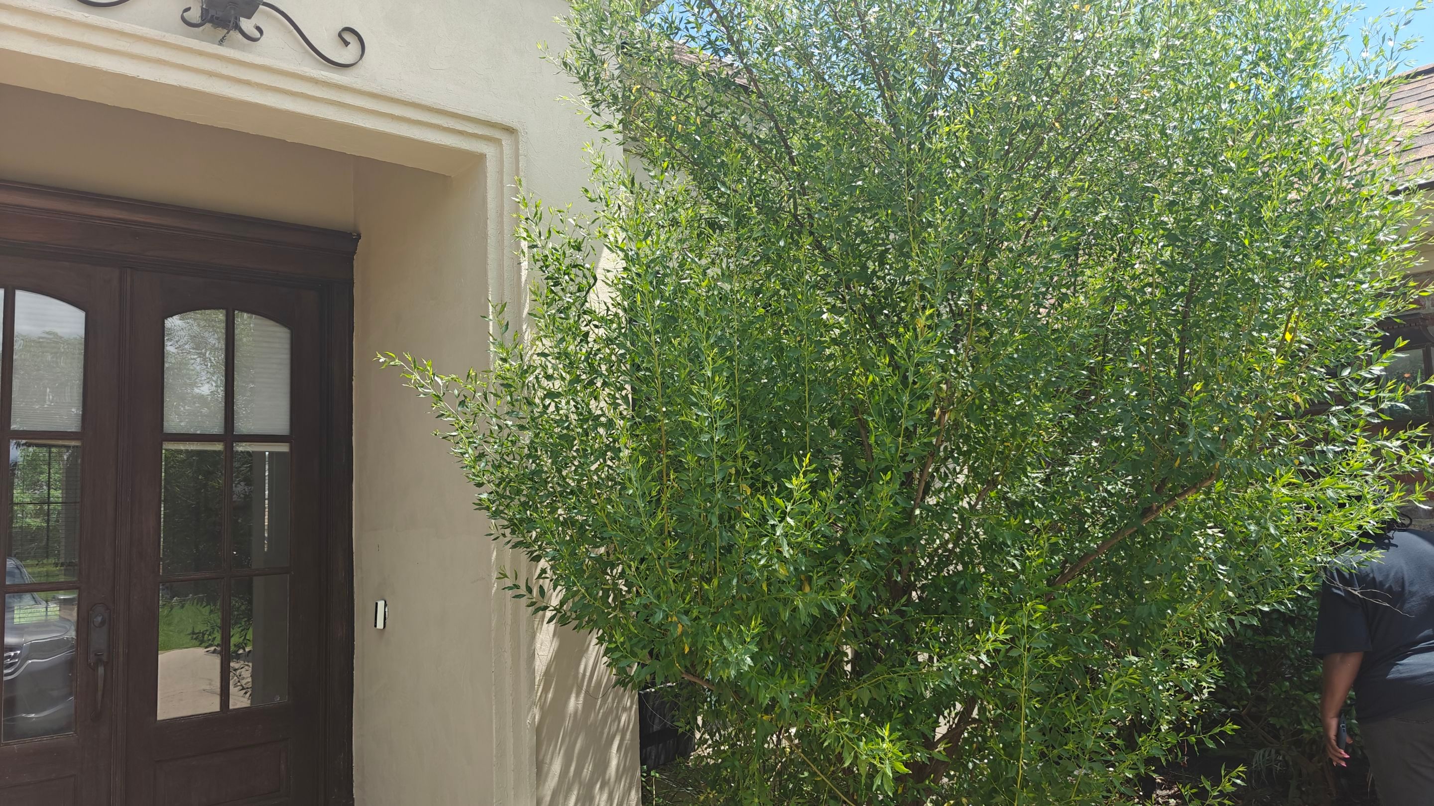 Hedge Trimming and Removal by College Bros Outdoor services