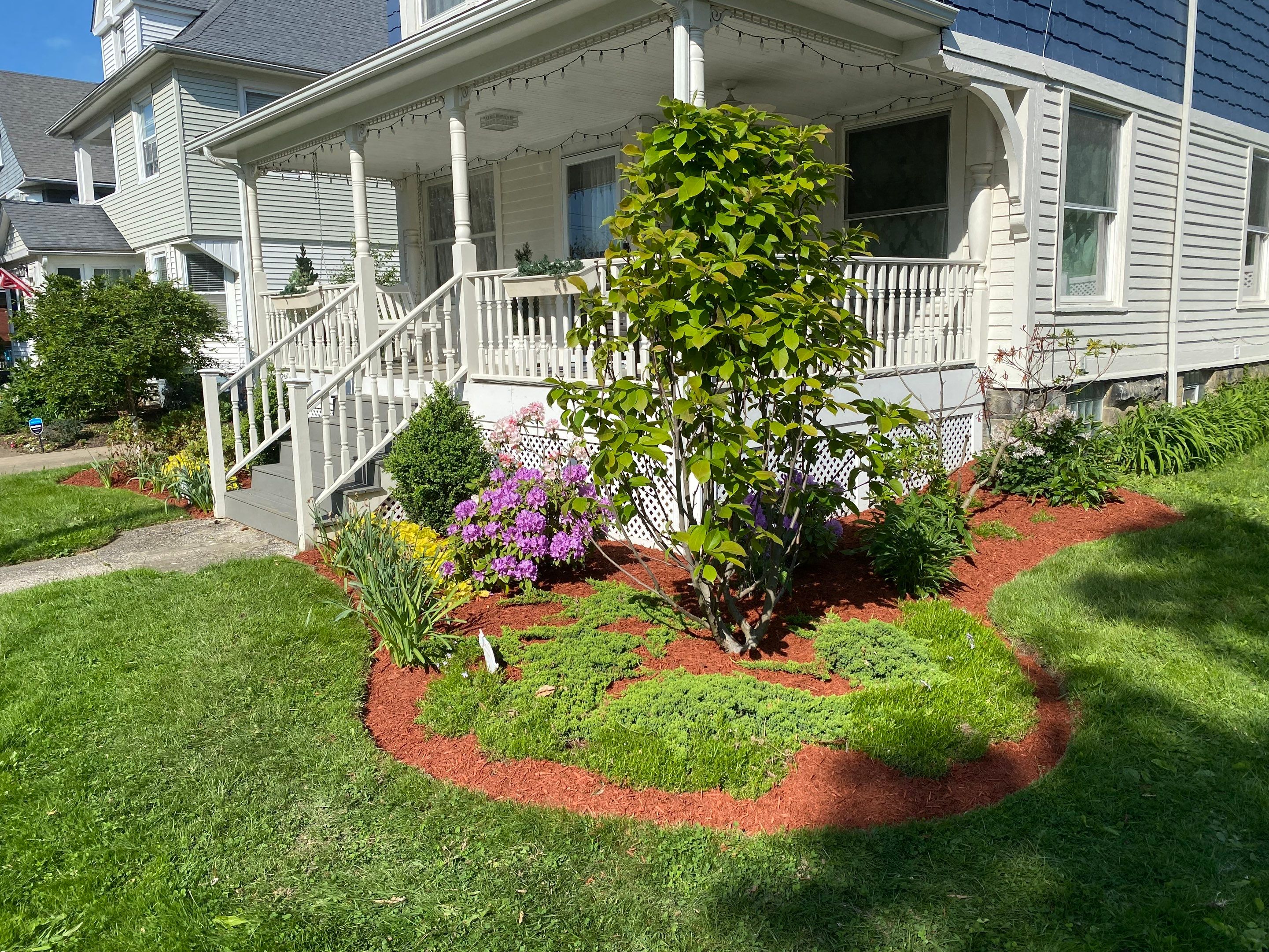 Christmas Hedge Install by Elm Rose Gardens