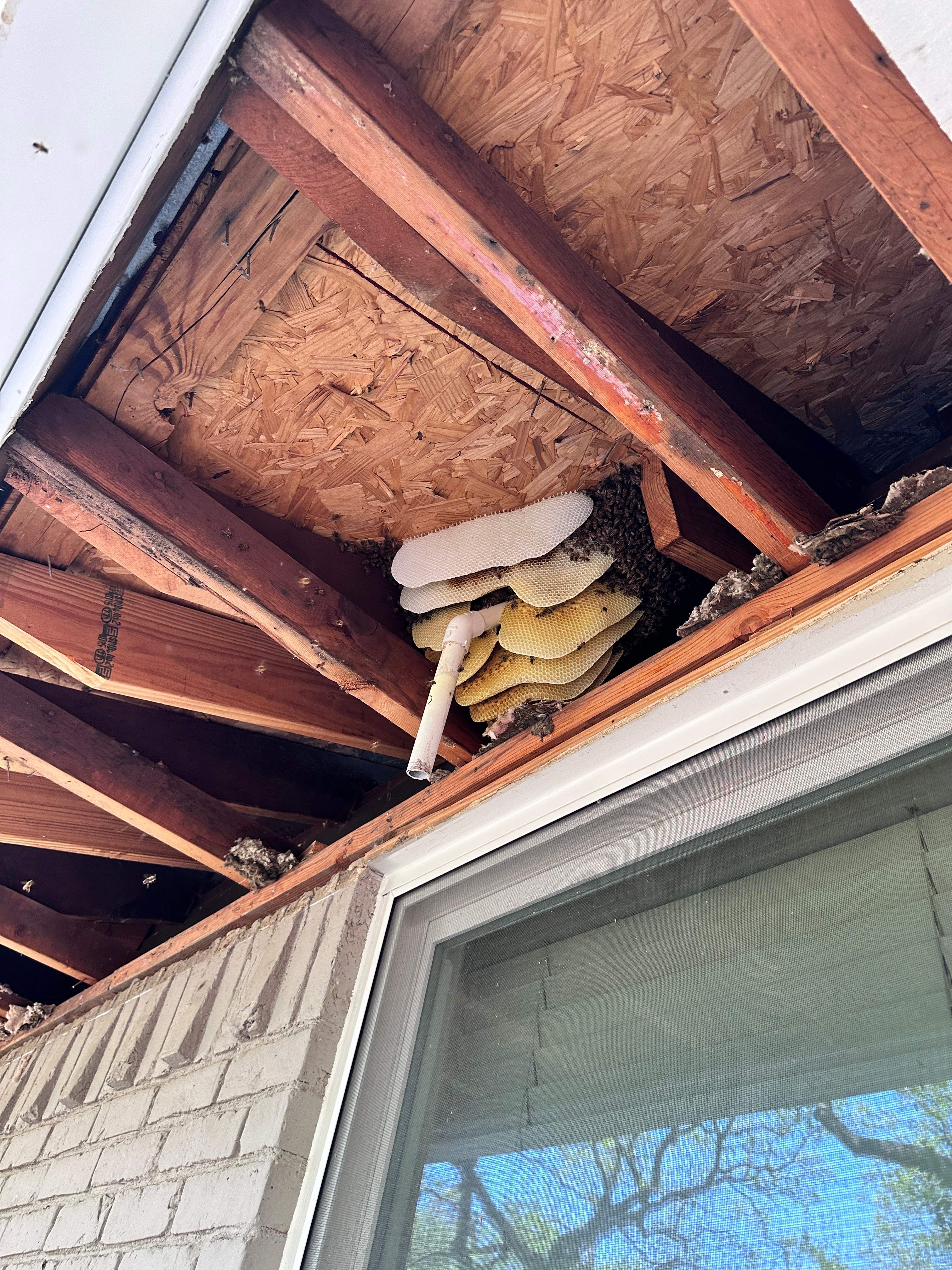 Show-and-Tell by Rockwall Honey Bee Company