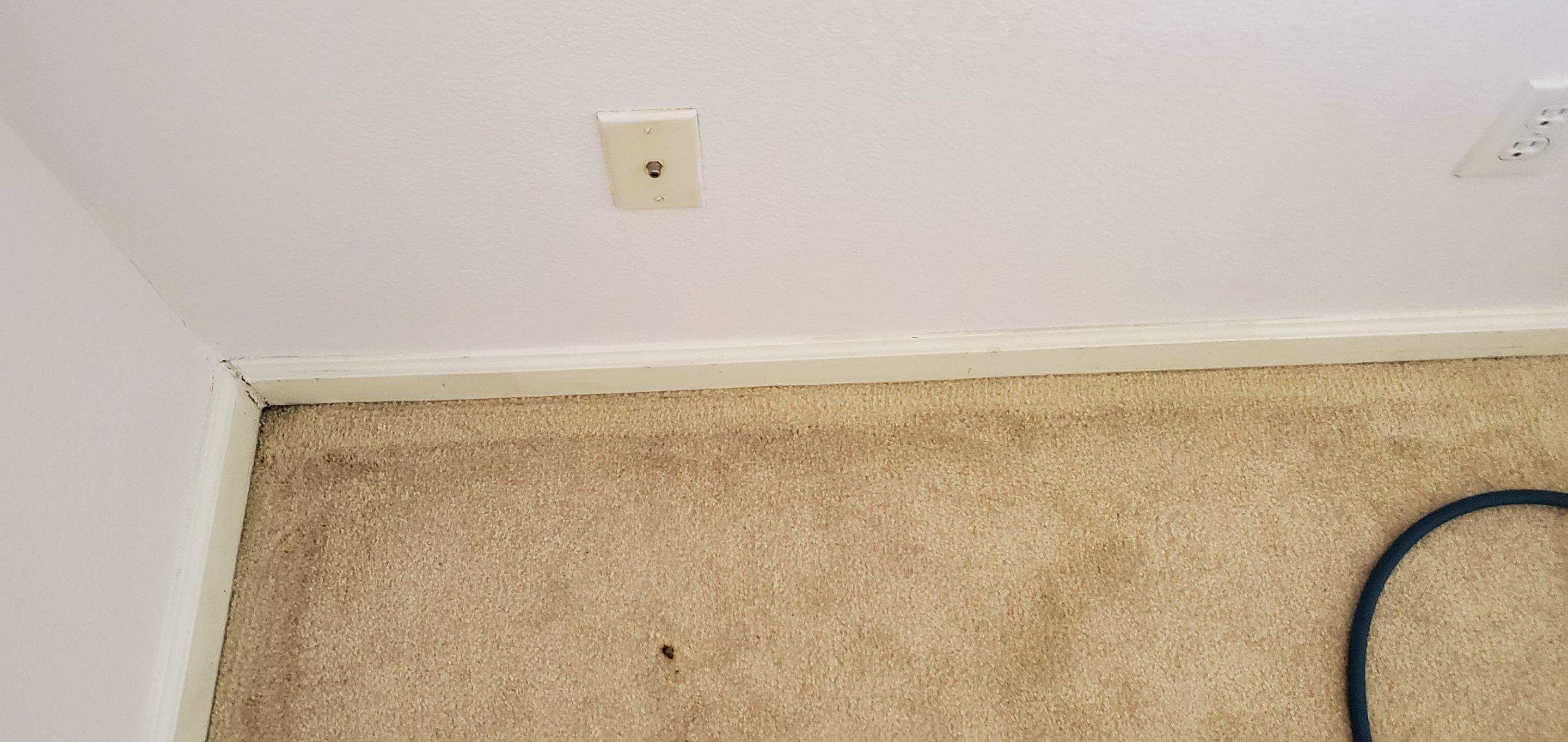 Carpet Edging, Filtration Soil Removal by Ardent Carpet Restore LLC