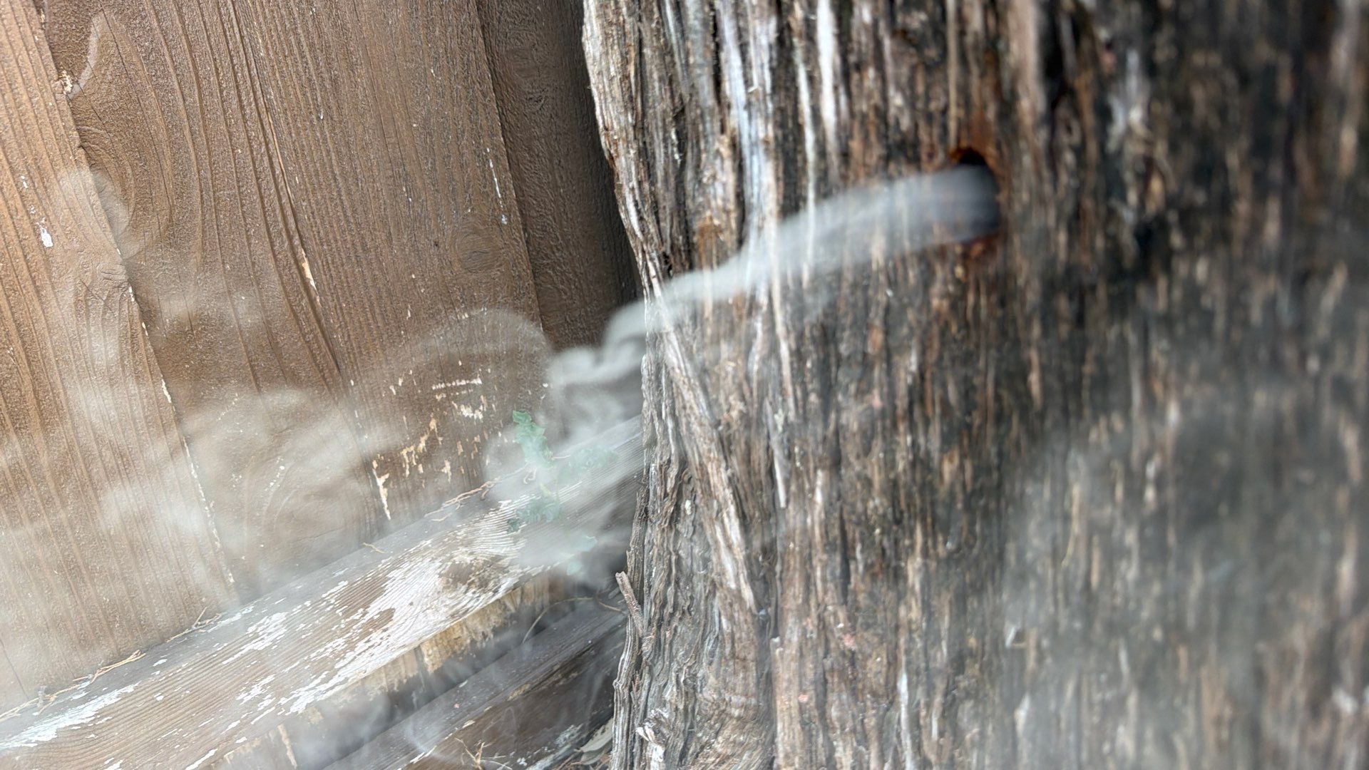 Cavern-Crack Tree Bees by Rockwall Honey Bee Company