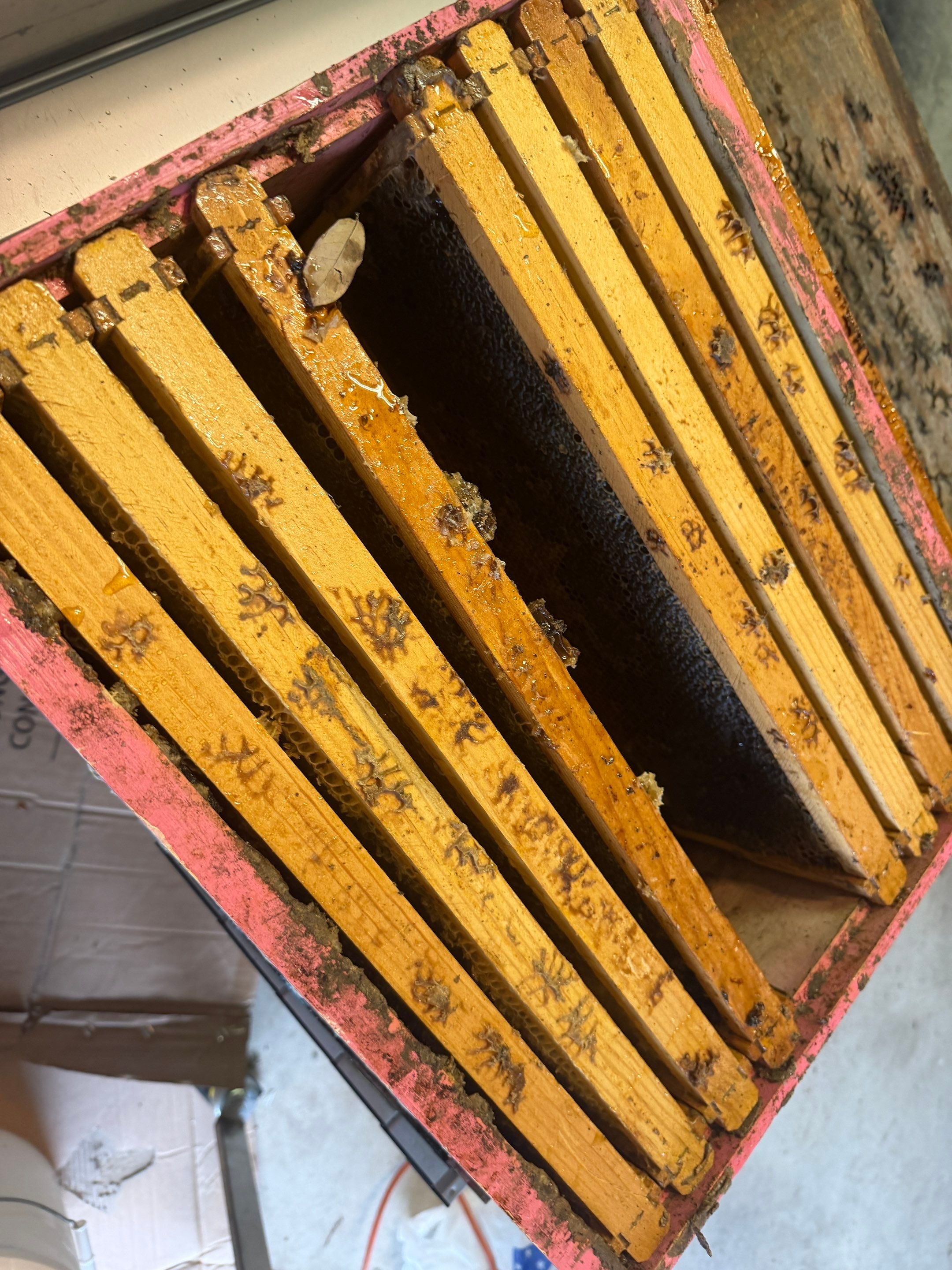 Backyard Survivor Stock by Rockwall Honey Bee Company
