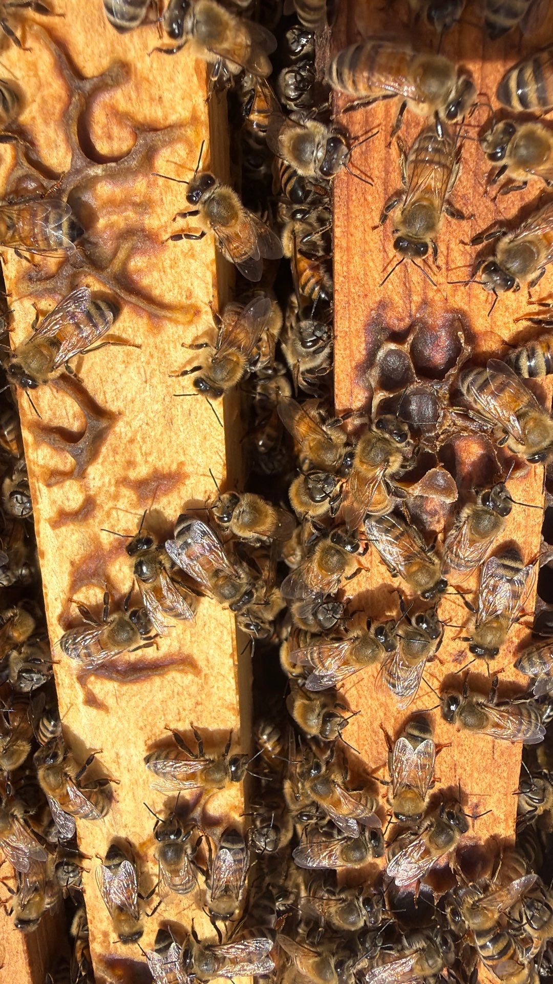 Porter & Pony Apiary by Rockwall Honey Bee Company