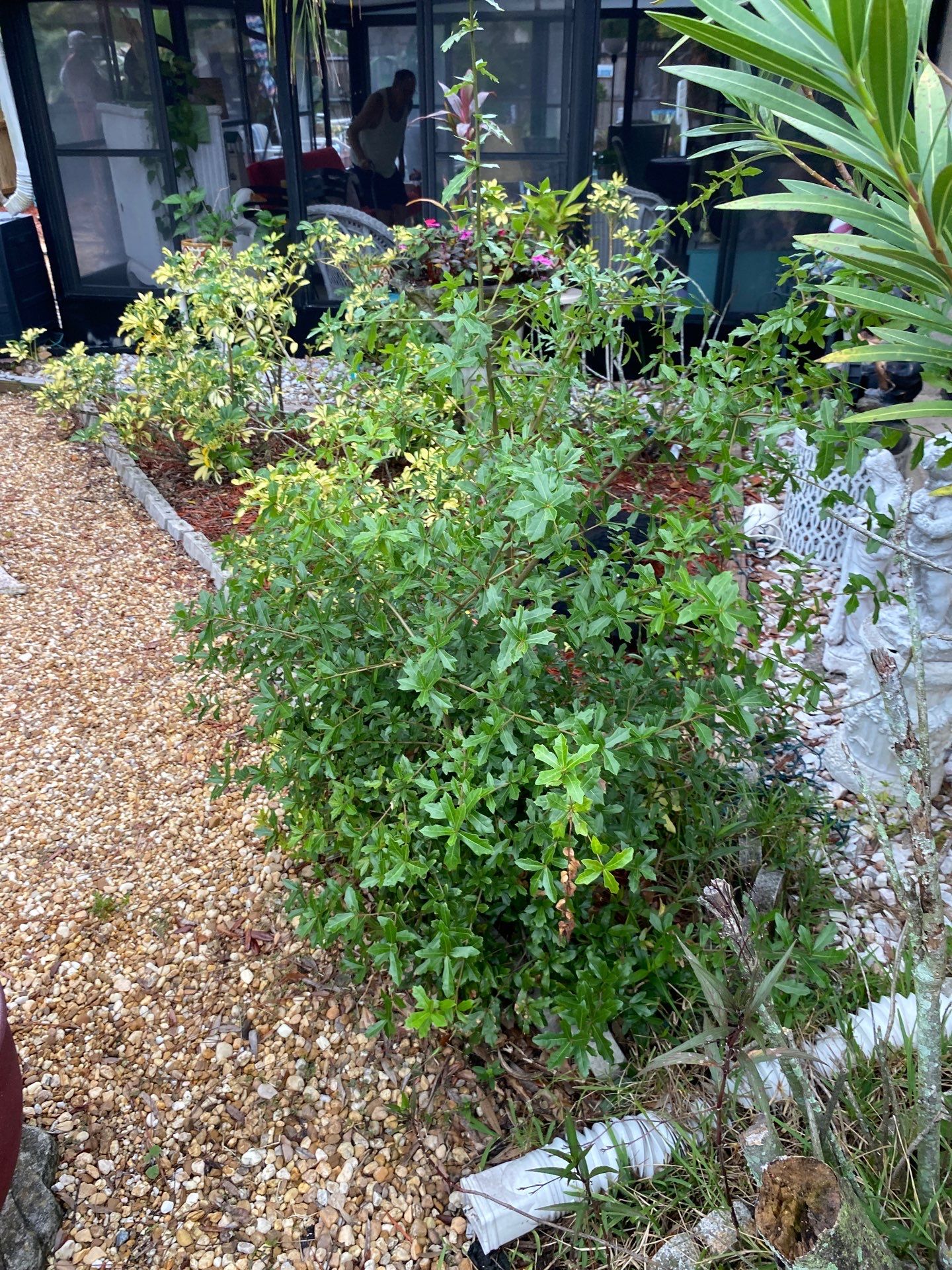 Tree Trimming | Residential by ProGreen Services